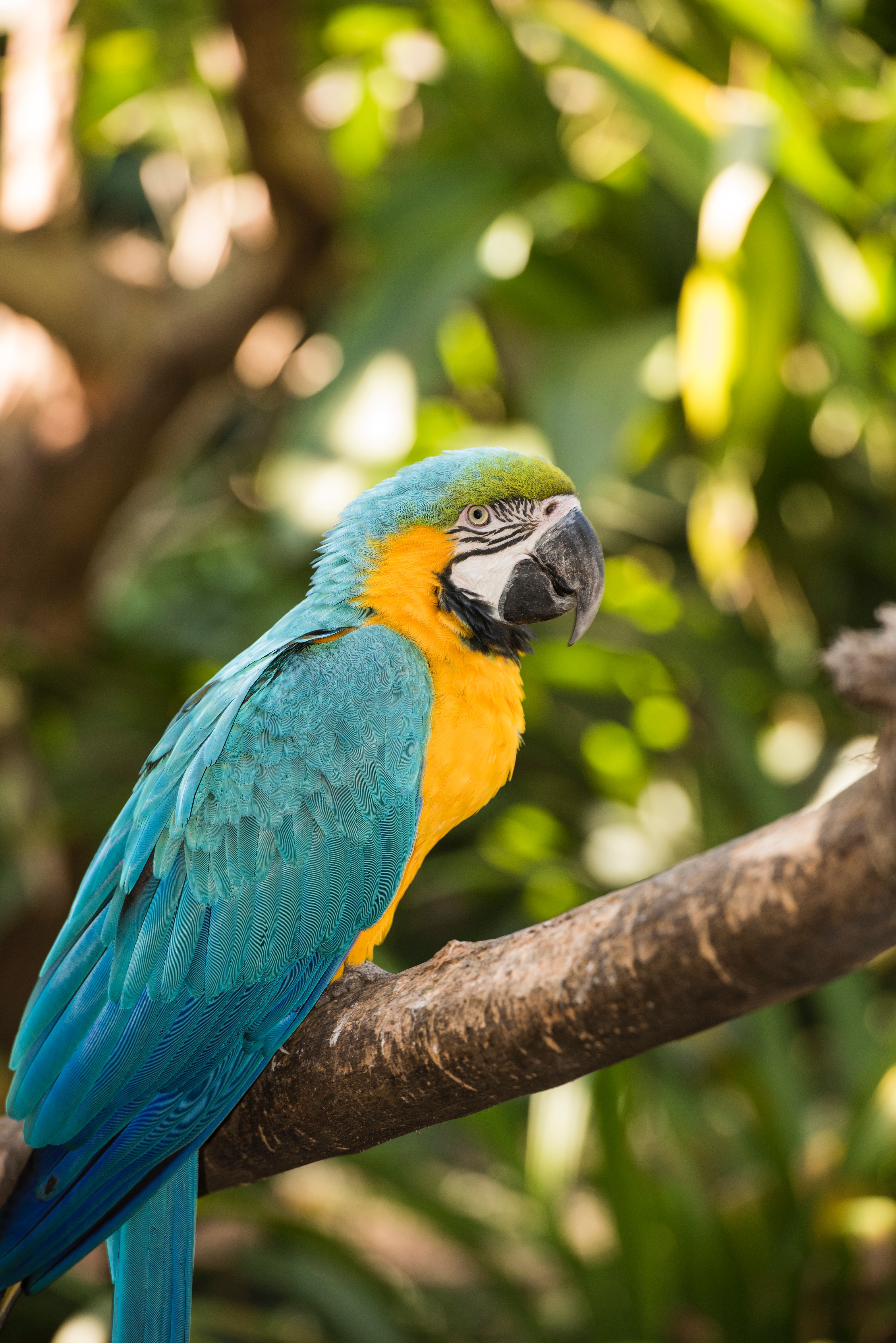 Free download wallpaper Macaw, Tropical, Parrots, Bird, Animals, Motley, Multicolored on your PC desktop