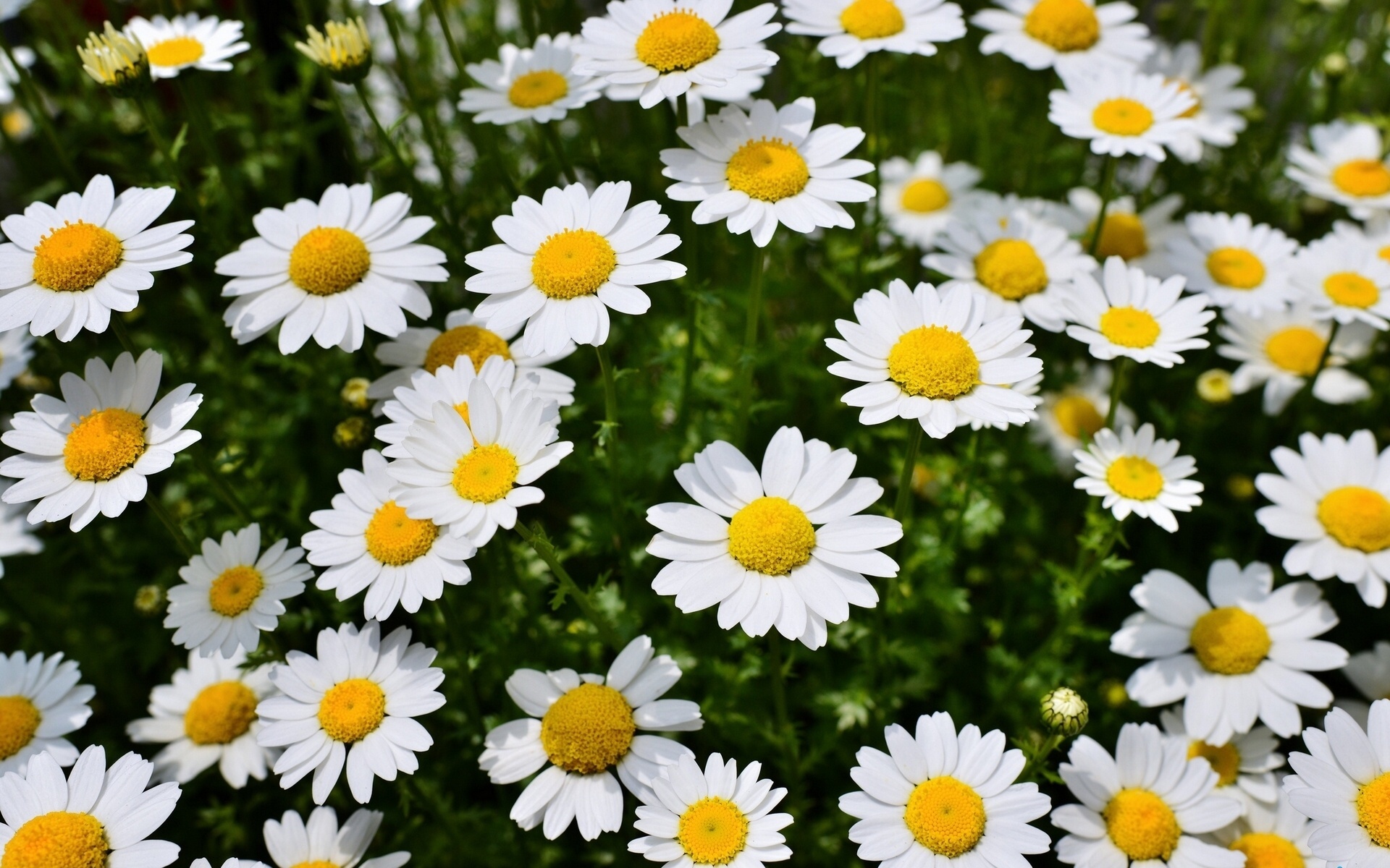 Descarga gratis la imagen Flores, Flor, Tierra/naturaleza en el escritorio de tu PC