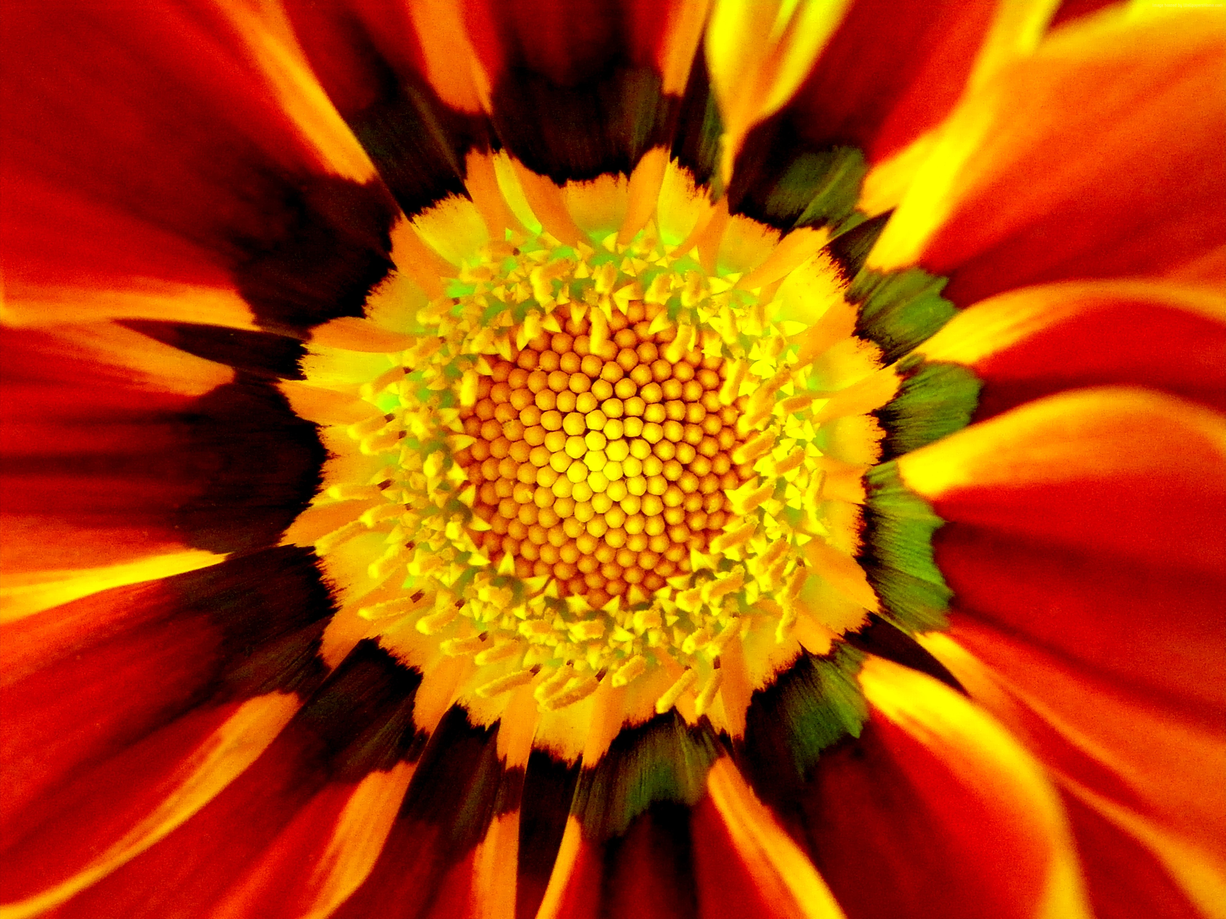 Laden Sie das Blumen, Blume, Makro, Nahansicht, Gänseblümchen, Erde/natur, Orange Farbe)-Bild kostenlos auf Ihren PC-Desktop herunter