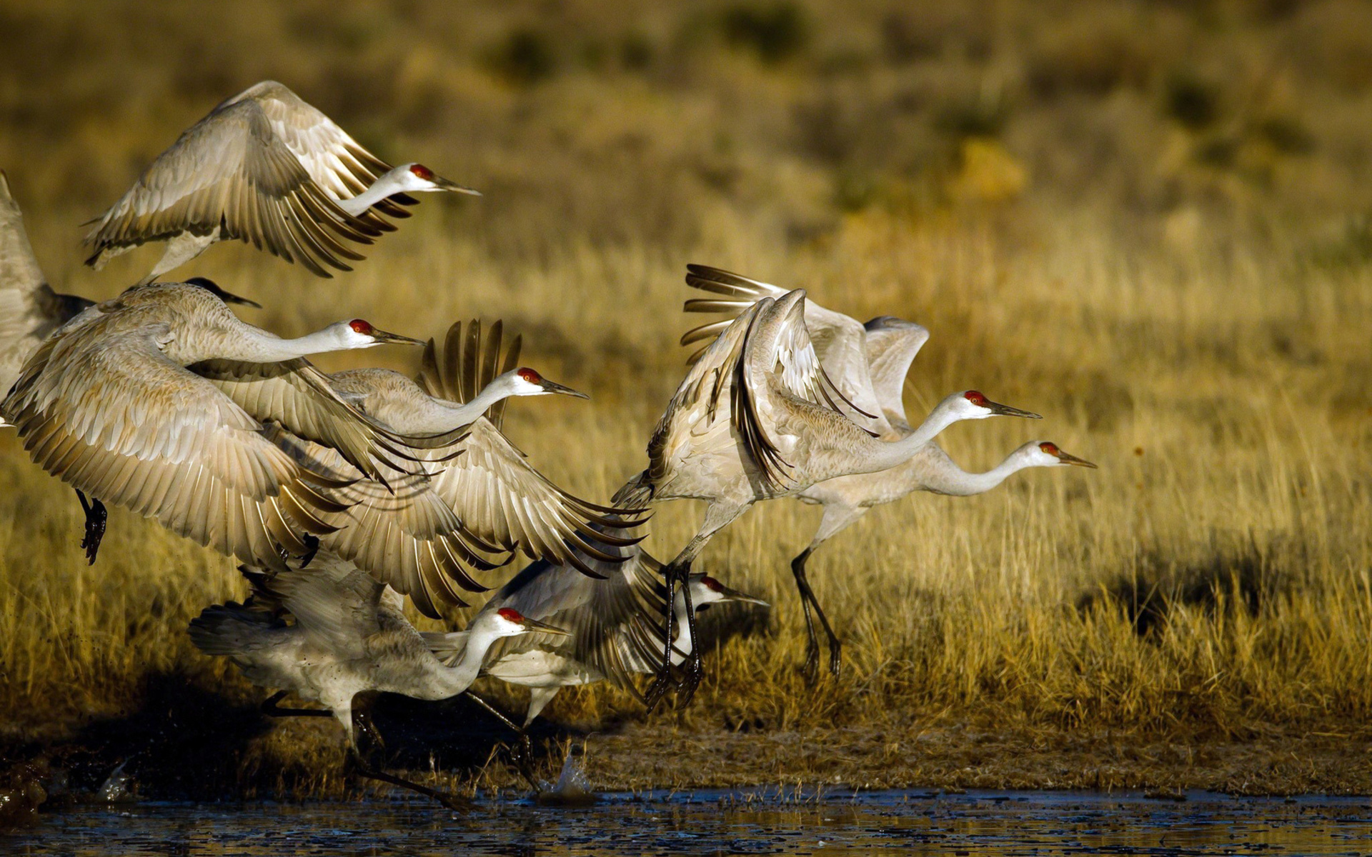 Téléchargez gratuitement l'image Animaux, Oiseau, Des Oiseaux sur le bureau de votre PC