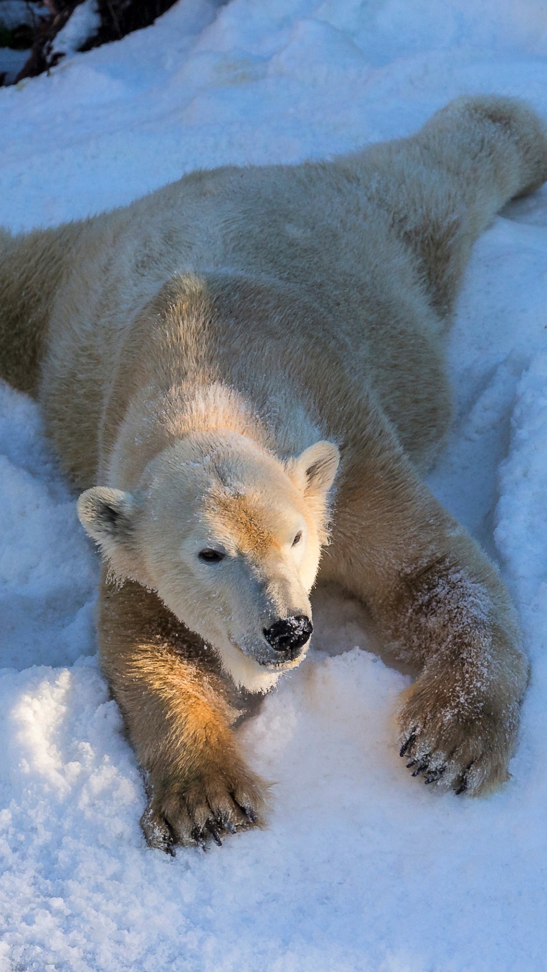 Download mobile wallpaper Winter, Snow, Bears, Animal, Polar Bear, Lying Down for free.