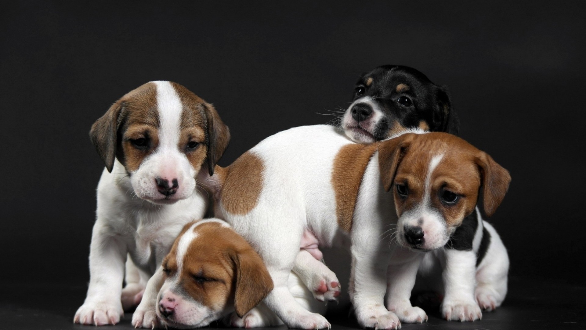 Laden Sie das Tiere, Hund, Welpen-Bild kostenlos auf Ihren PC-Desktop herunter