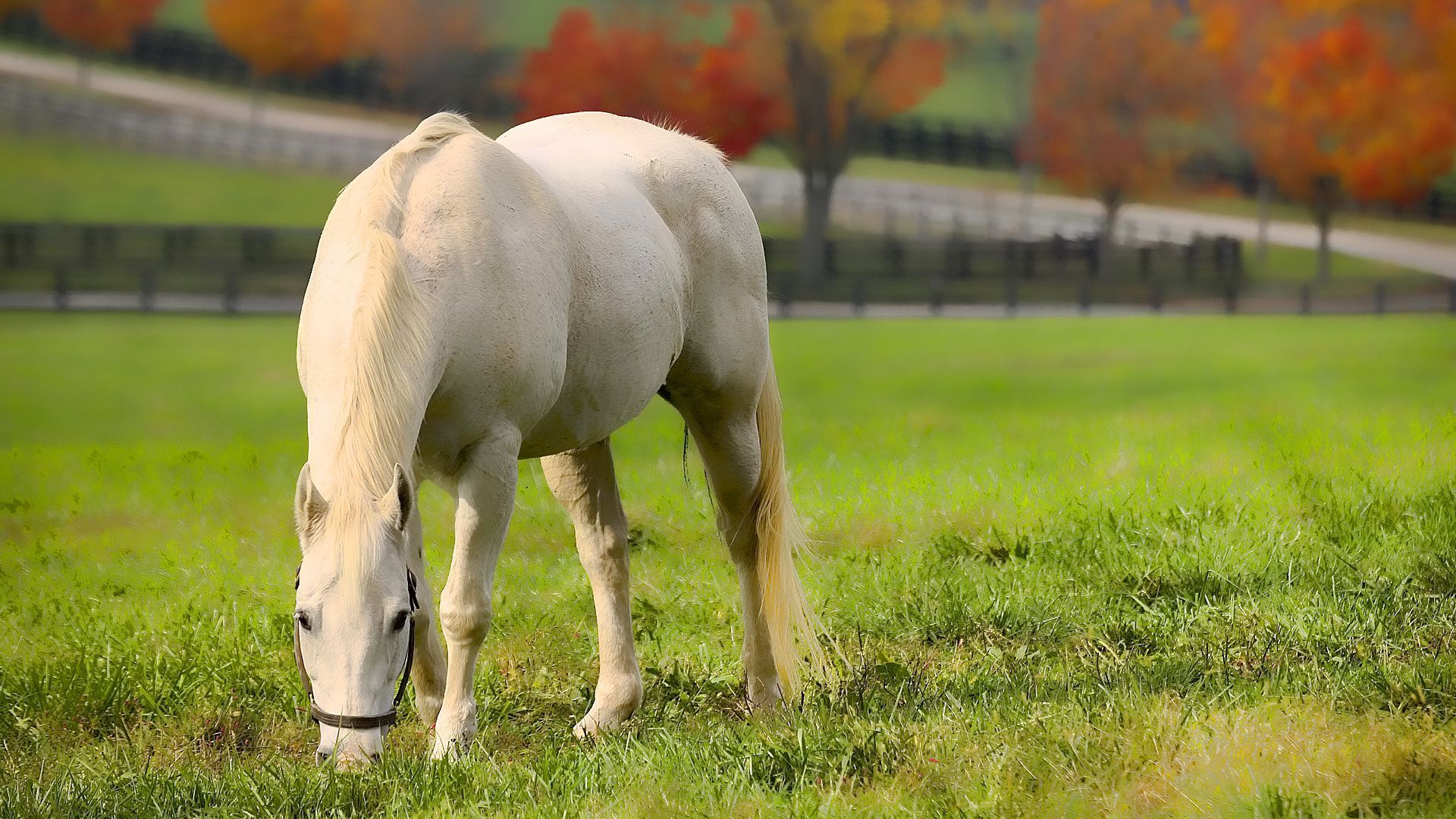 Free download wallpaper Stroll, Grass, Animals, Food, Horse on your PC desktop