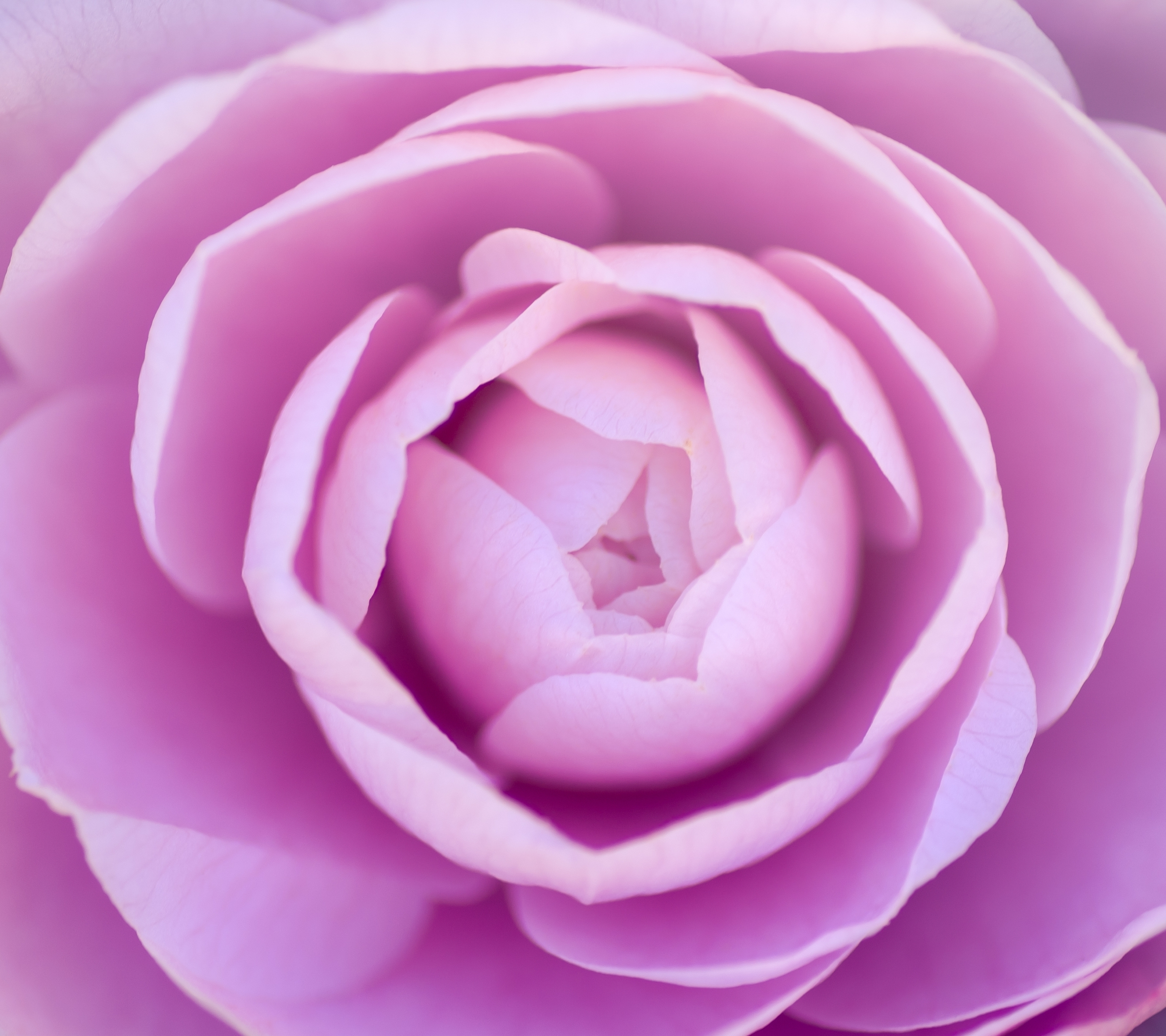 Download mobile wallpaper Nature, Flowers, Pink, Flower, Macro, Earth, Purple, Camellia for free.