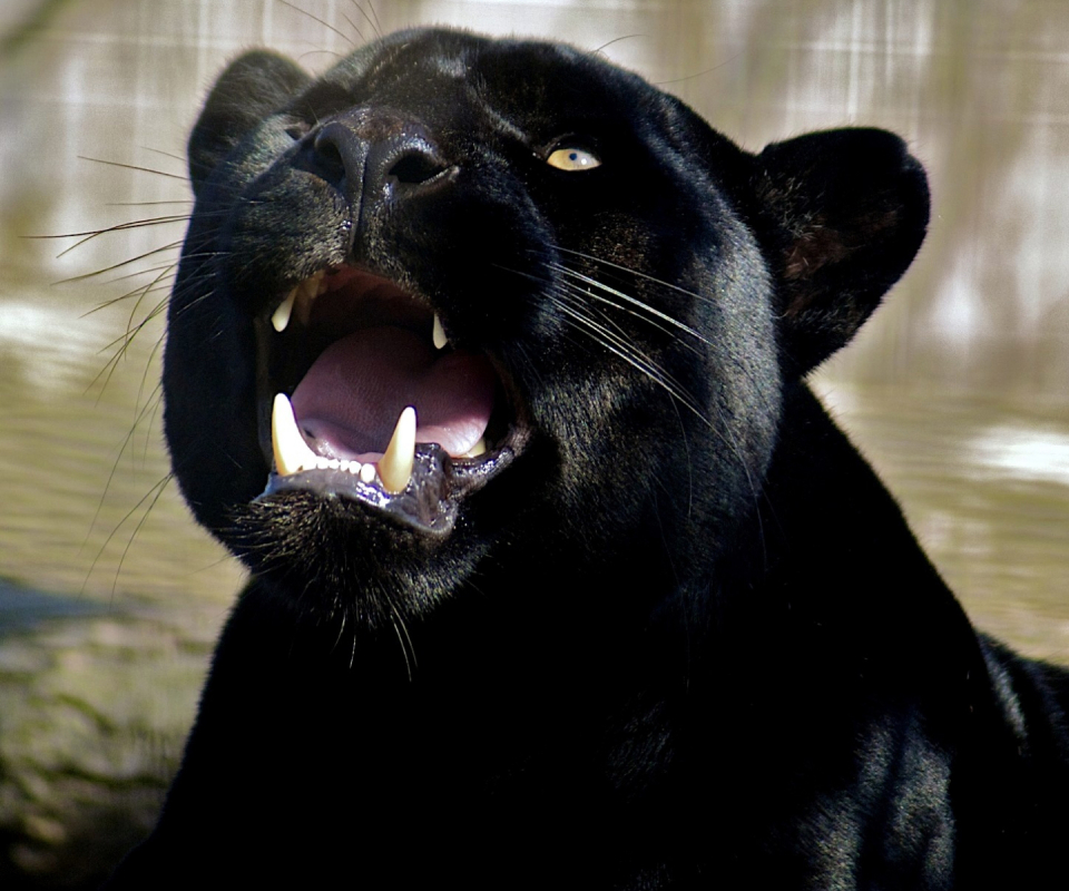 Baixar papel de parede para celular de Animais, Gatos, Pantera Negra gratuito.