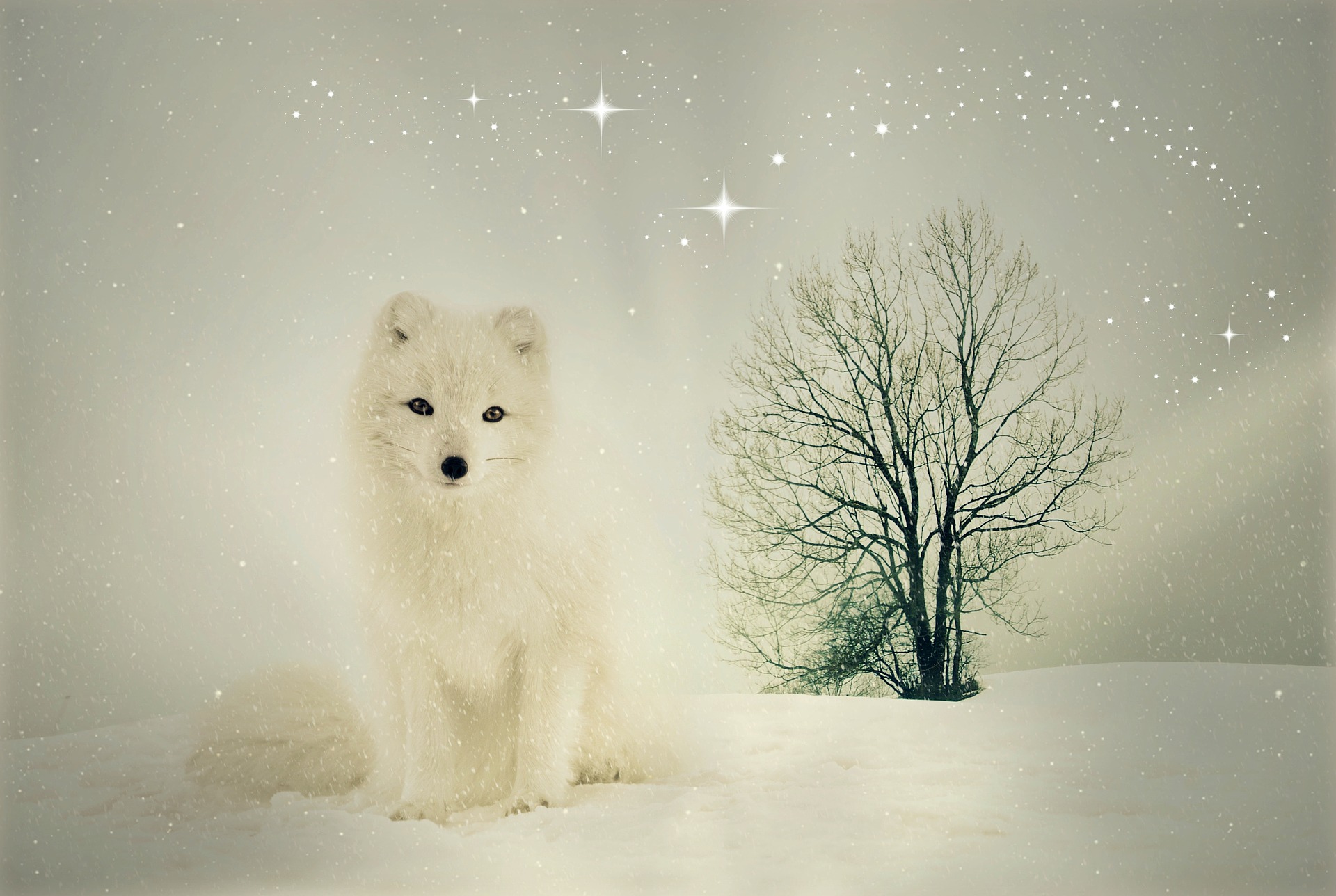 Download mobile wallpaper Dogs, Fox, Animal, Arctic Fox for free.