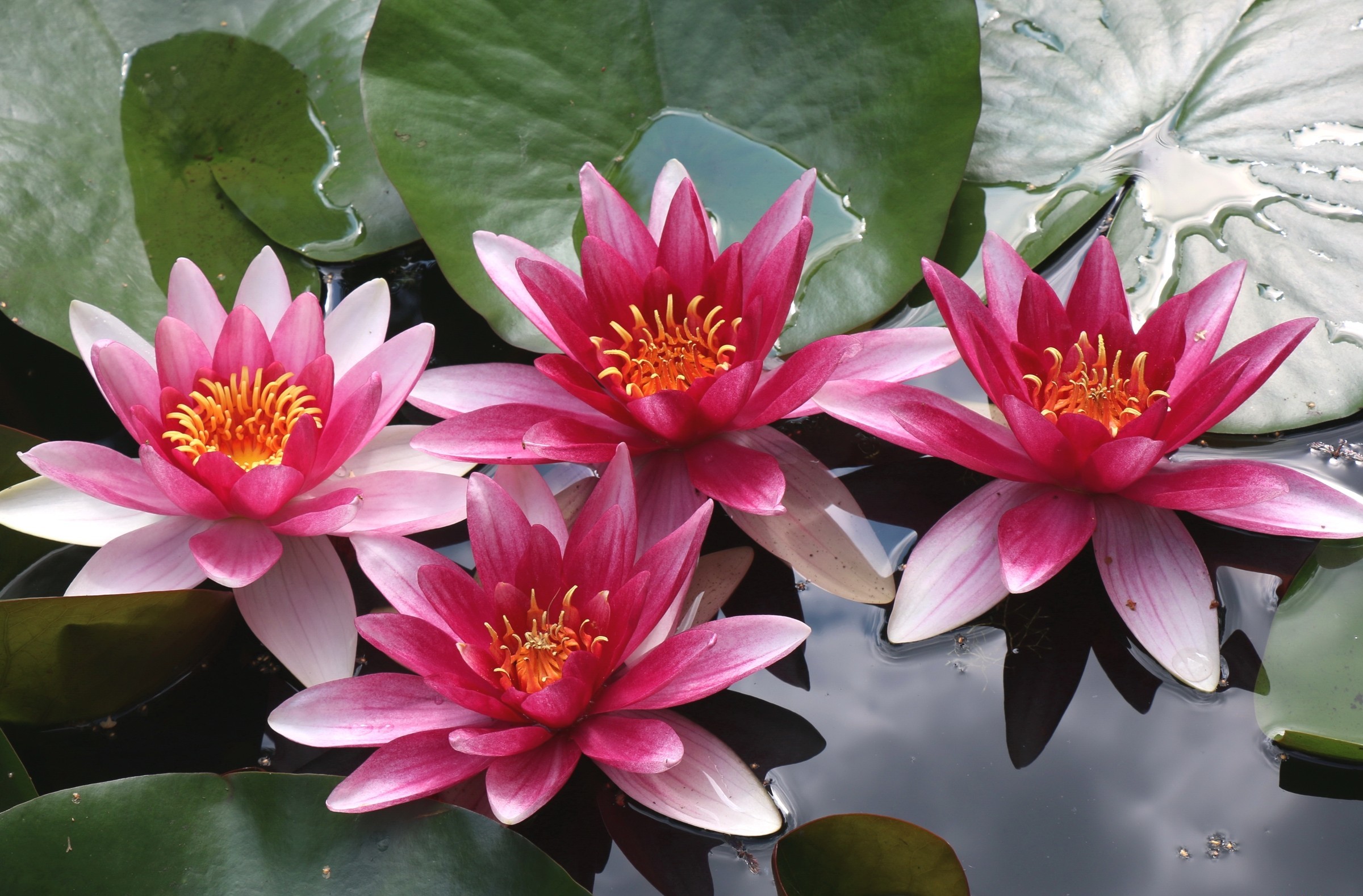 Free download wallpaper Flowers, Earth, Water Lily on your PC desktop