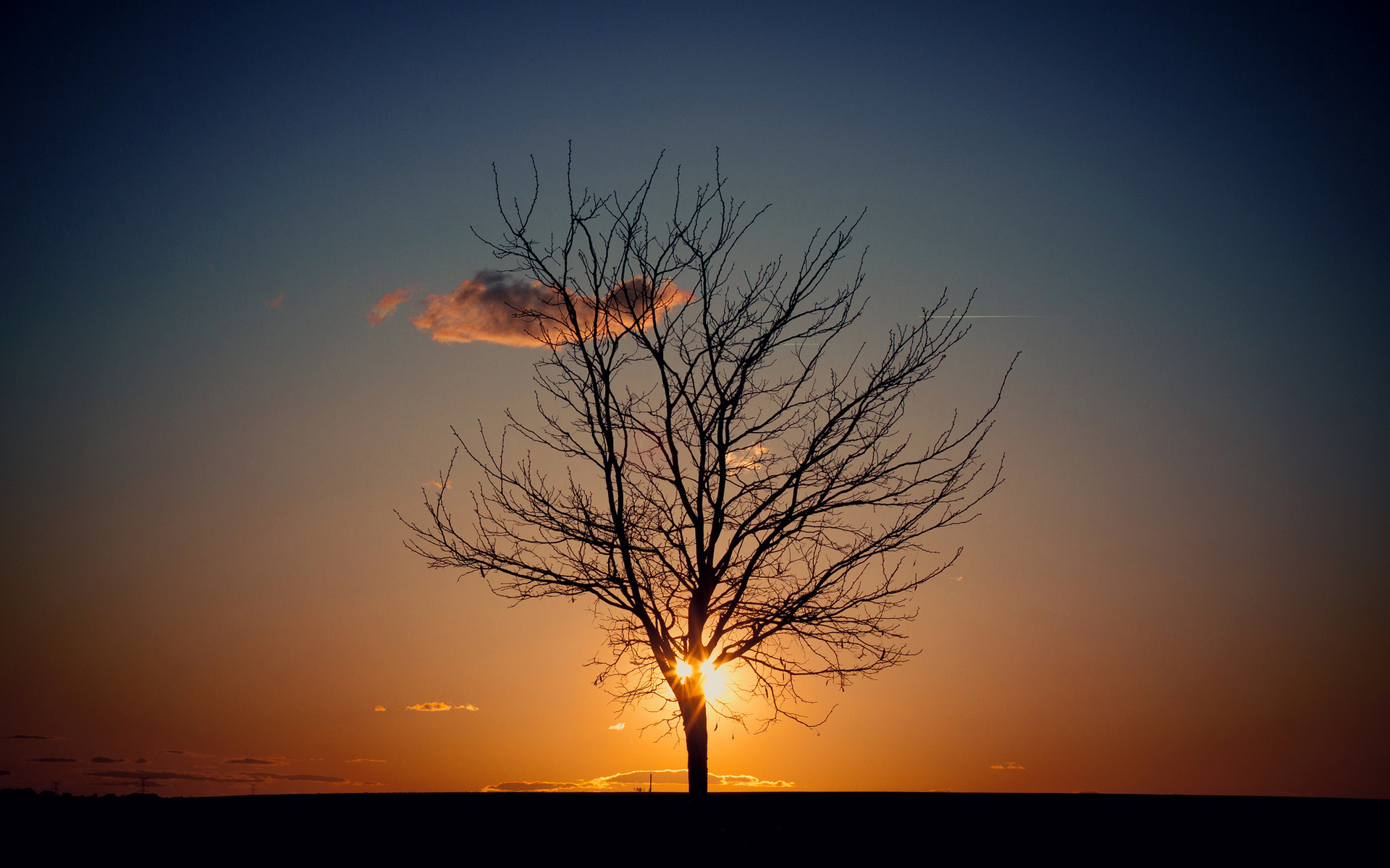 Handy-Wallpaper Baum, Erde/natur kostenlos herunterladen.