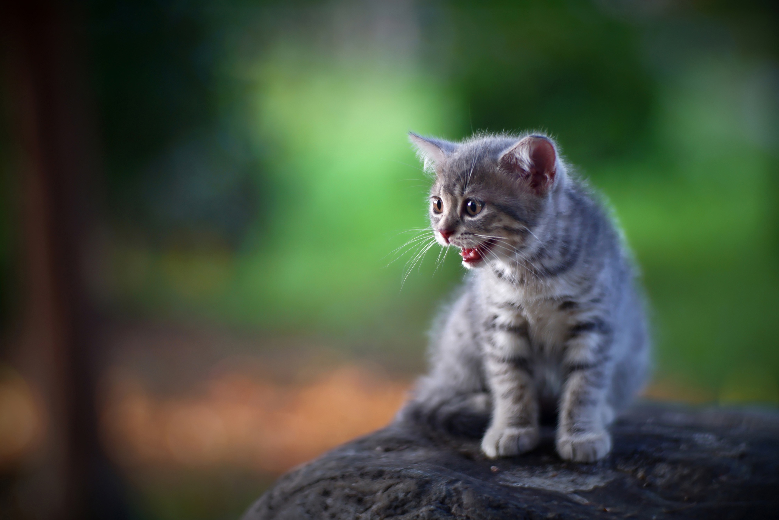 Laden Sie das Tiere, Katzen, Katze, Kätzchen, Tierbaby-Bild kostenlos auf Ihren PC-Desktop herunter