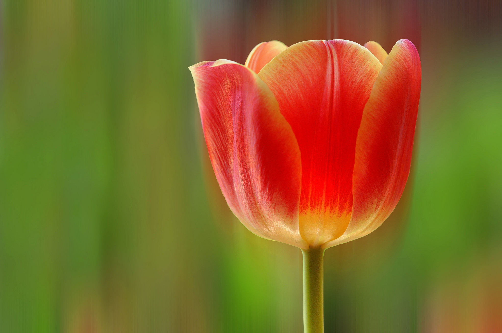 Descarga gratuita de fondo de pantalla para móvil de Flores, Flor, De Cerca, Tulipán, Flor Roja, Tierra/naturaleza.