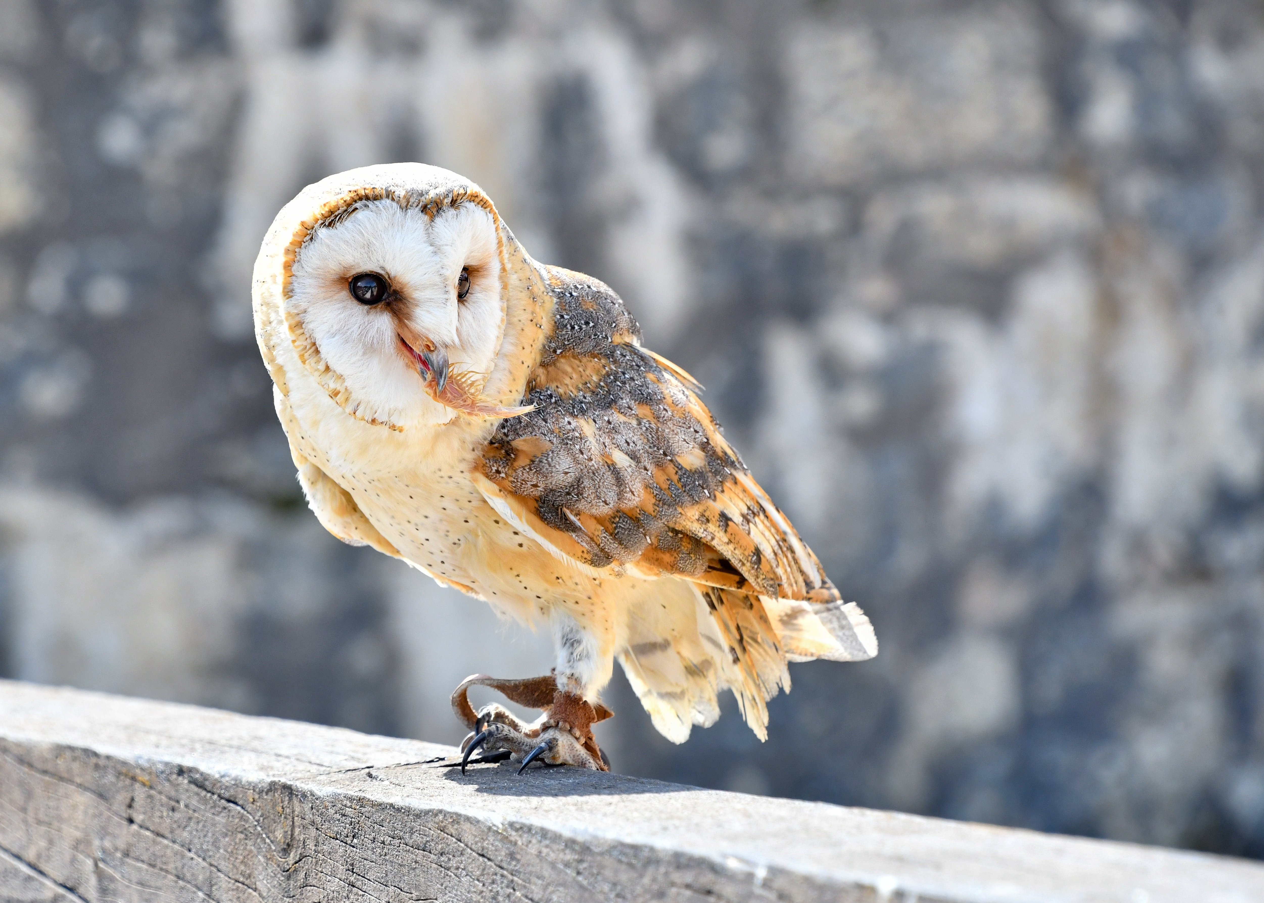 Download mobile wallpaper Birds, Bird, Animal, Barn Owl for free.