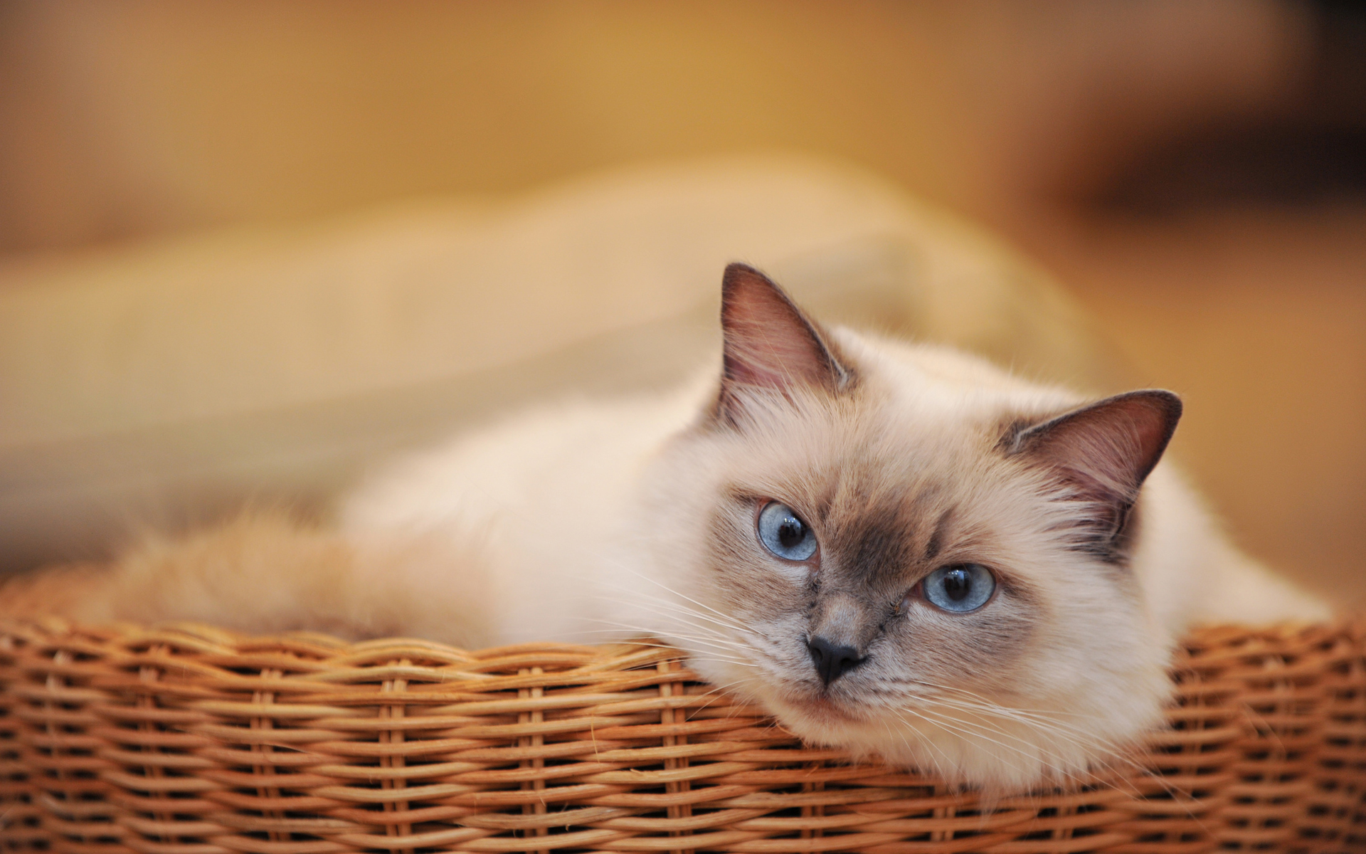 Free download wallpaper Cat, Animal on your PC desktop