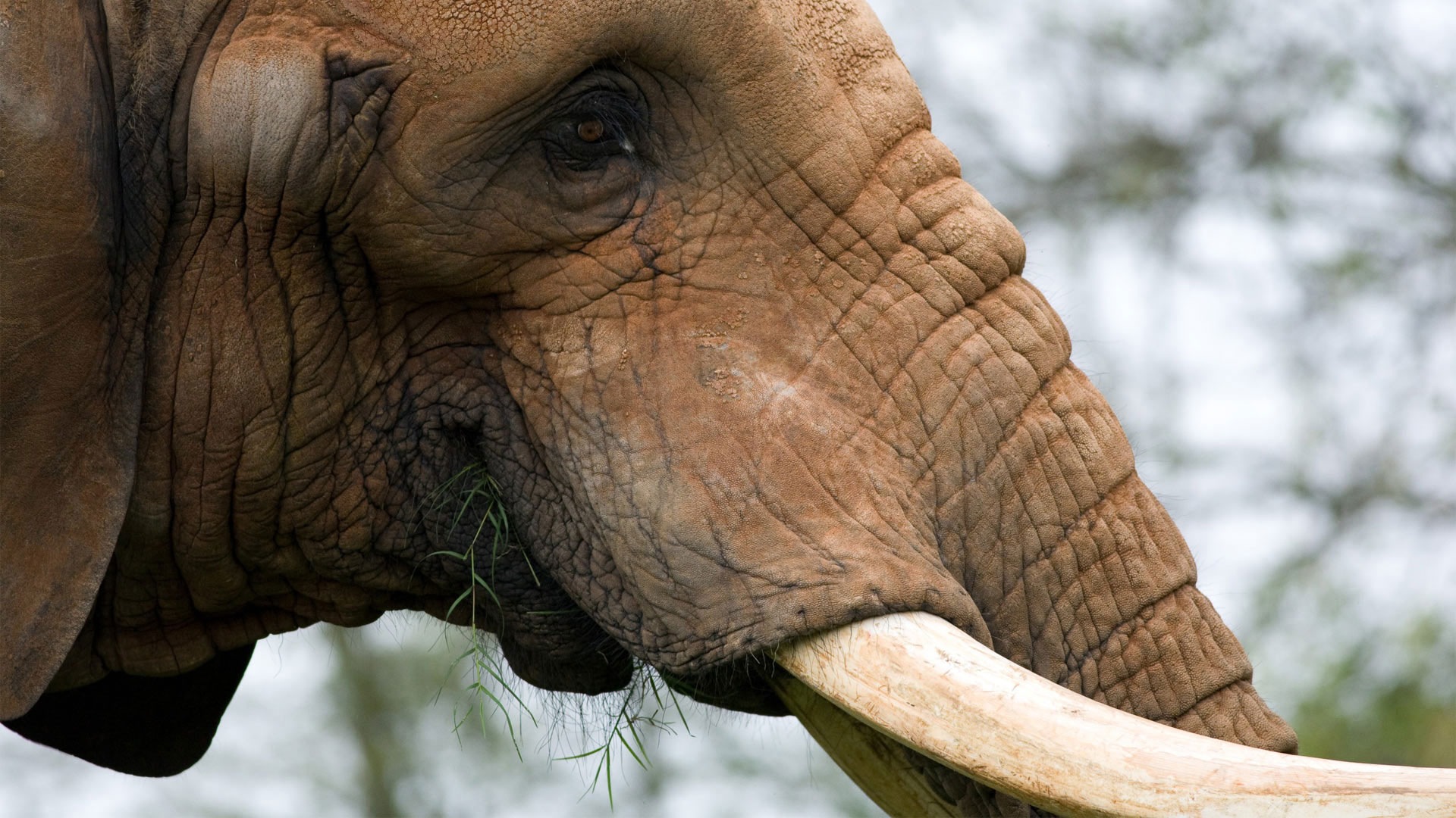 Handy-Wallpaper Tiere, Elefant kostenlos herunterladen.