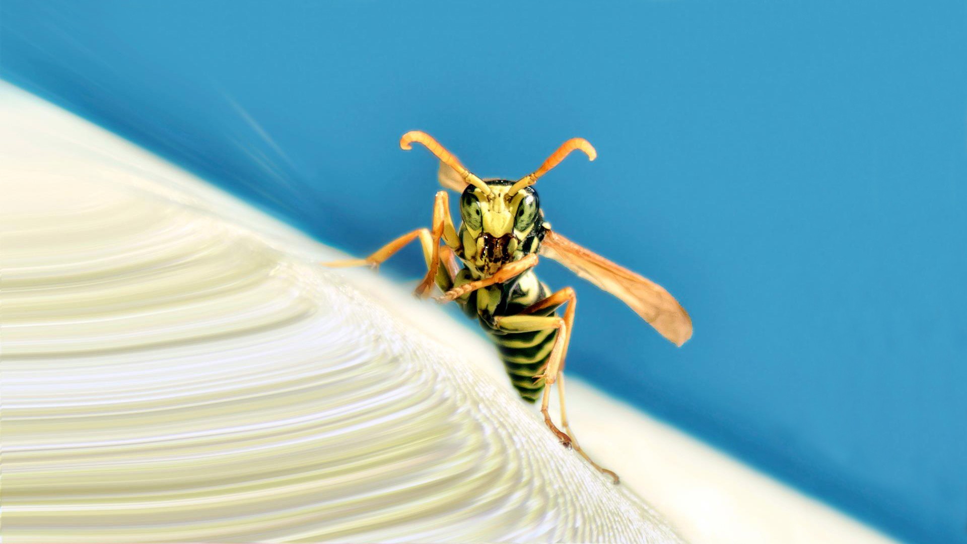 308690 descargar fondo de pantalla insectos, animales, avispa: protectores de pantalla e imágenes gratis