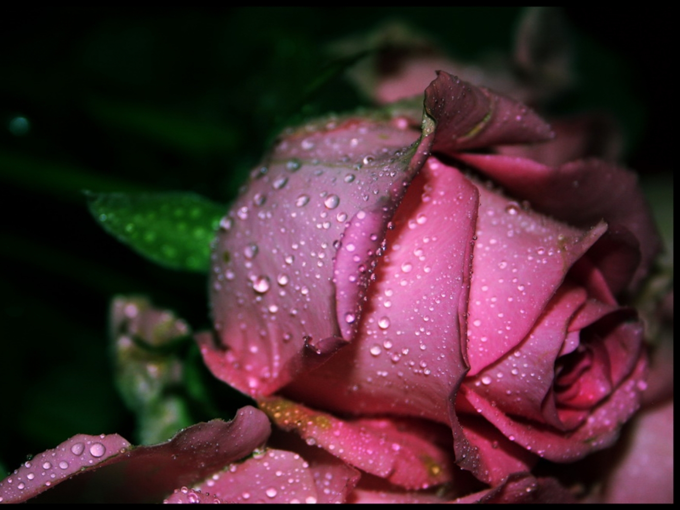 Descarga gratis la imagen Plantas, Flores, Roses, Drops en el escritorio de tu PC