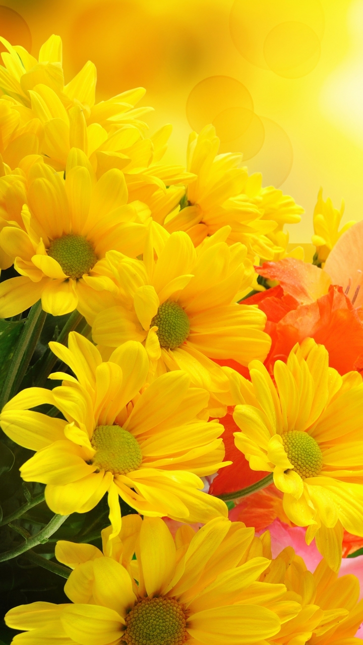 Скачать картинку Цветок, Желтый Цветок, Земля/природа, Оранжевый Цветок, Флауэрсы в телефон бесплатно.