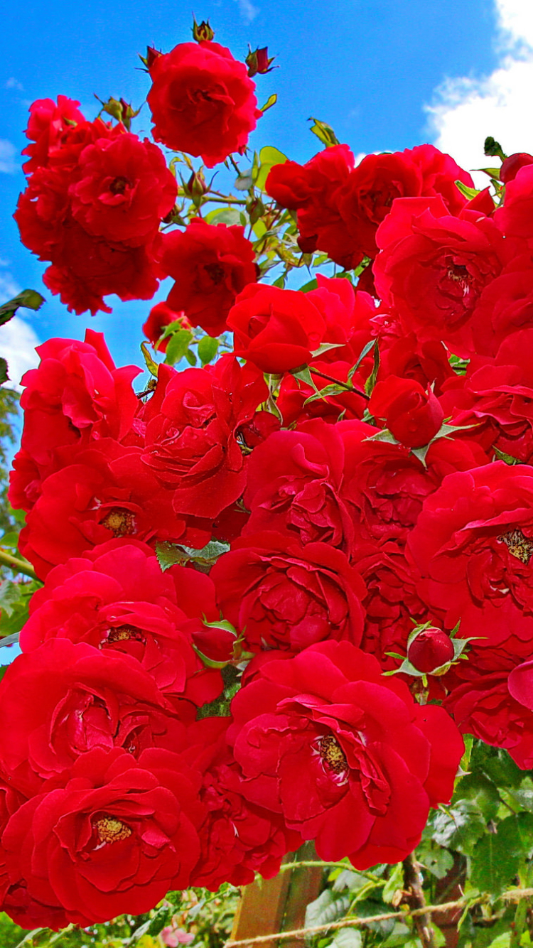 Скачати мобільні шпалери Квітка, Роза, Земля, Червона Троянда, Червона Квітка, Трояндовий Кущ, Флауерзи безкоштовно.