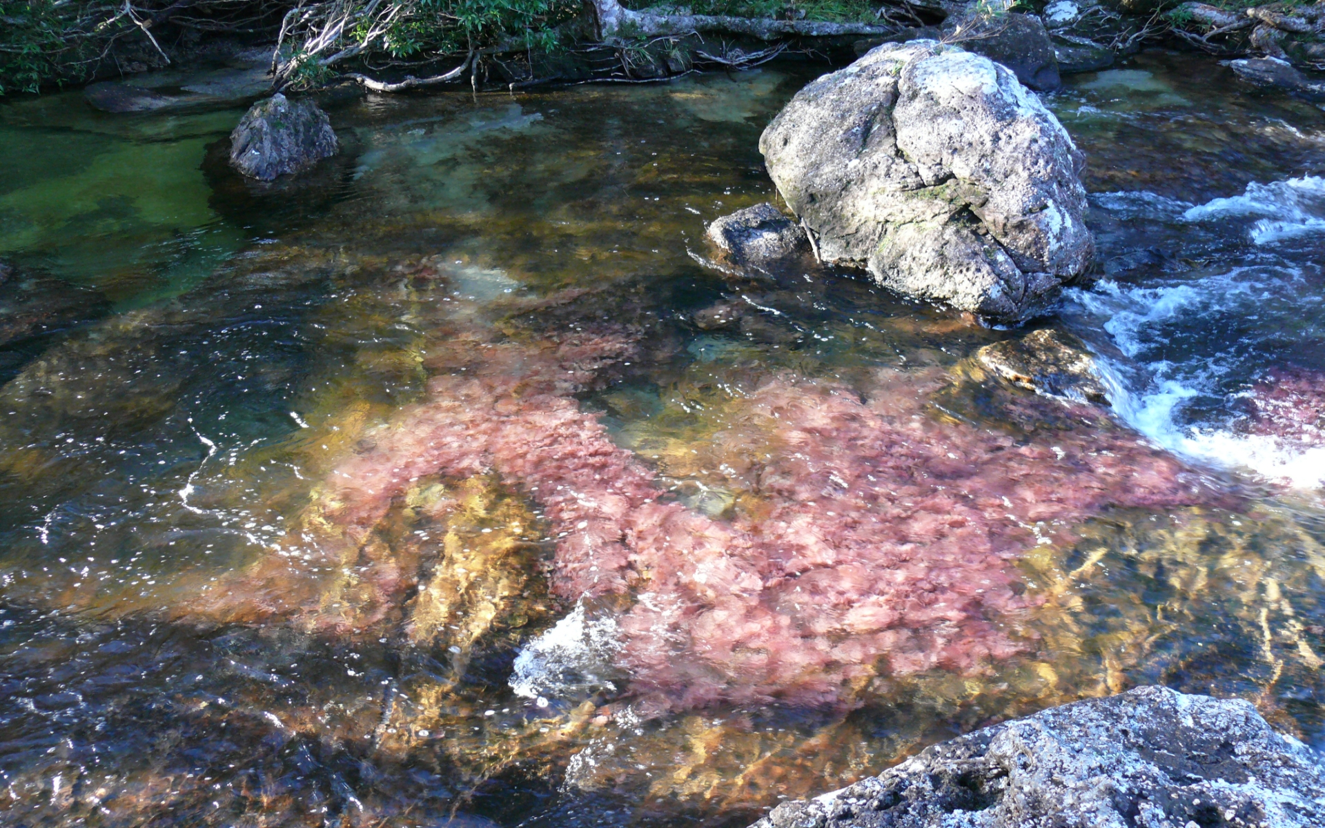 642374 Bild herunterladen erde/natur, caño cristales - Hintergrundbilder und Bildschirmschoner kostenlos