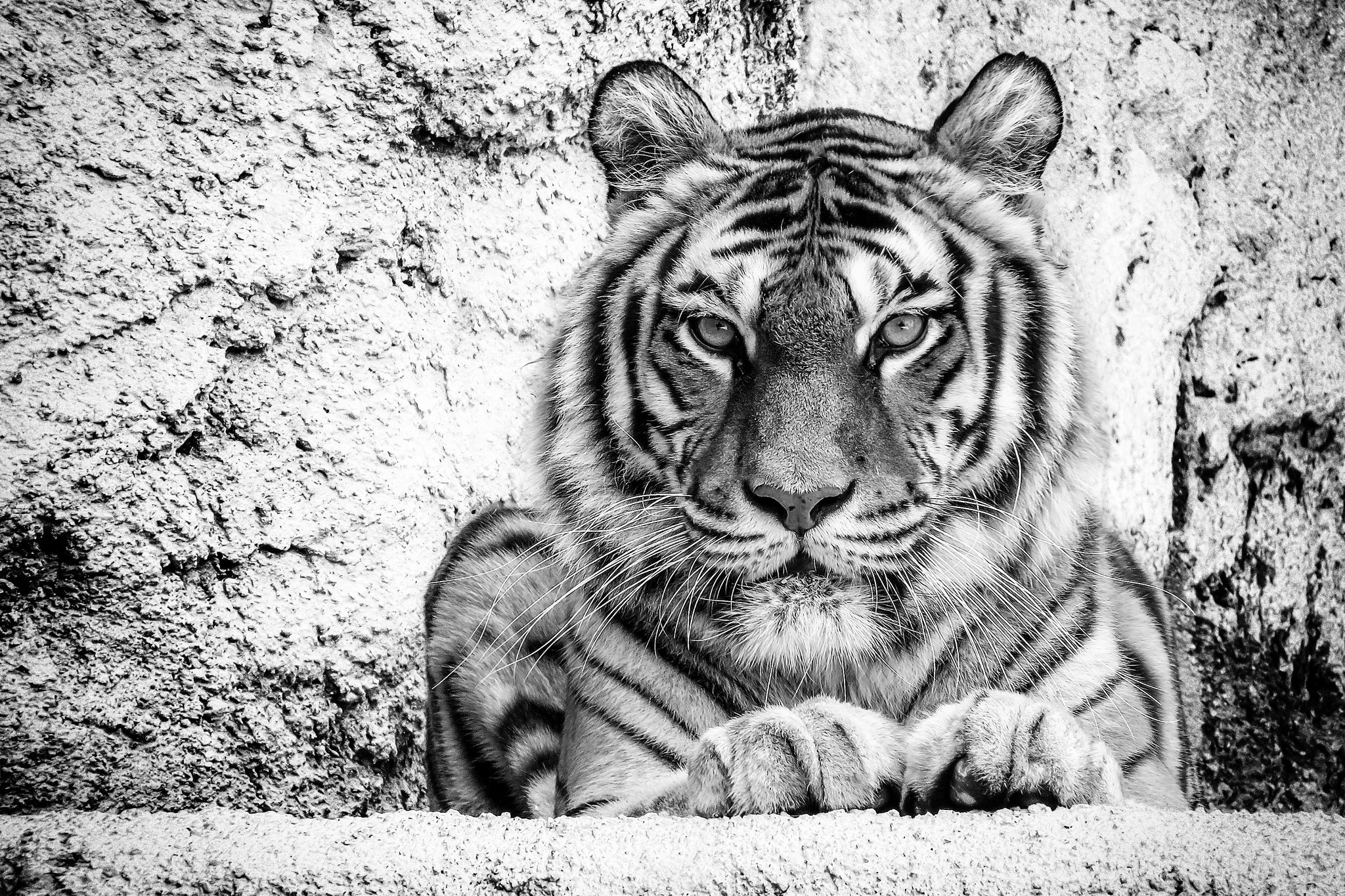 Descarga gratuita de fondo de pantalla para móvil de Animales, Gatos, Tigre, Blanco Y Negro, Mirar Fijamente.