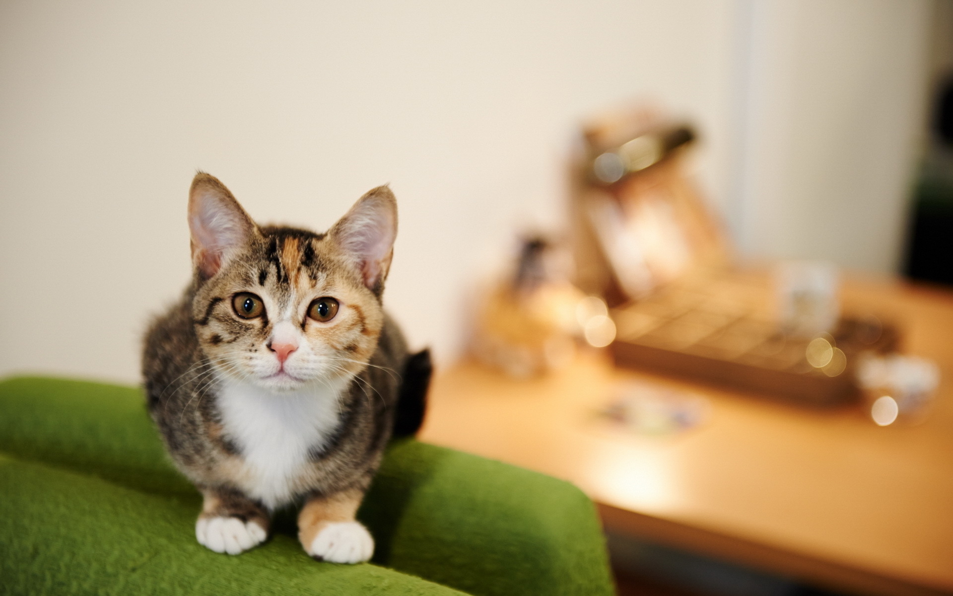 Téléchargez gratuitement l'image Animaux, Chats, Chat sur le bureau de votre PC