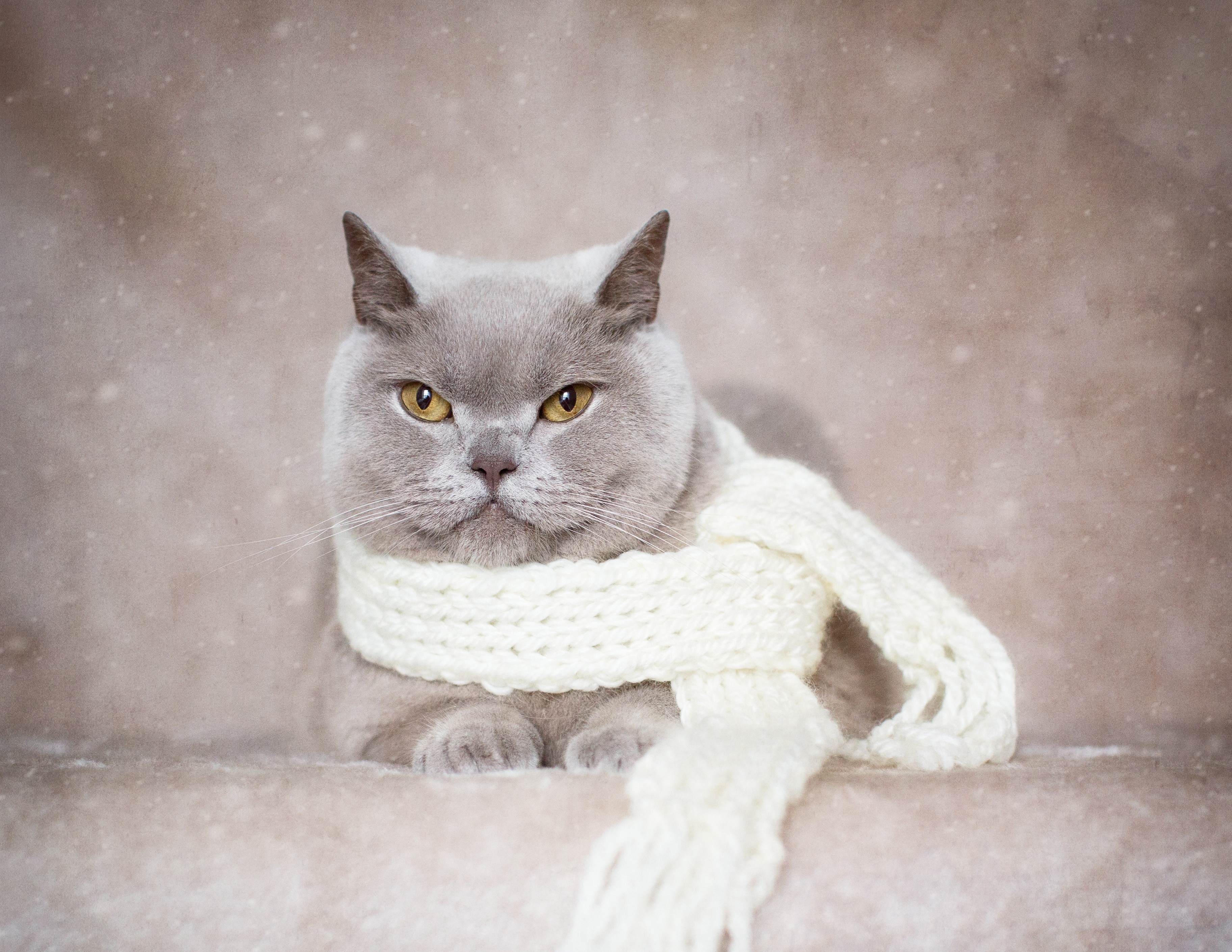 Download mobile wallpaper Cats, Cat, Animal, Scarf for free.