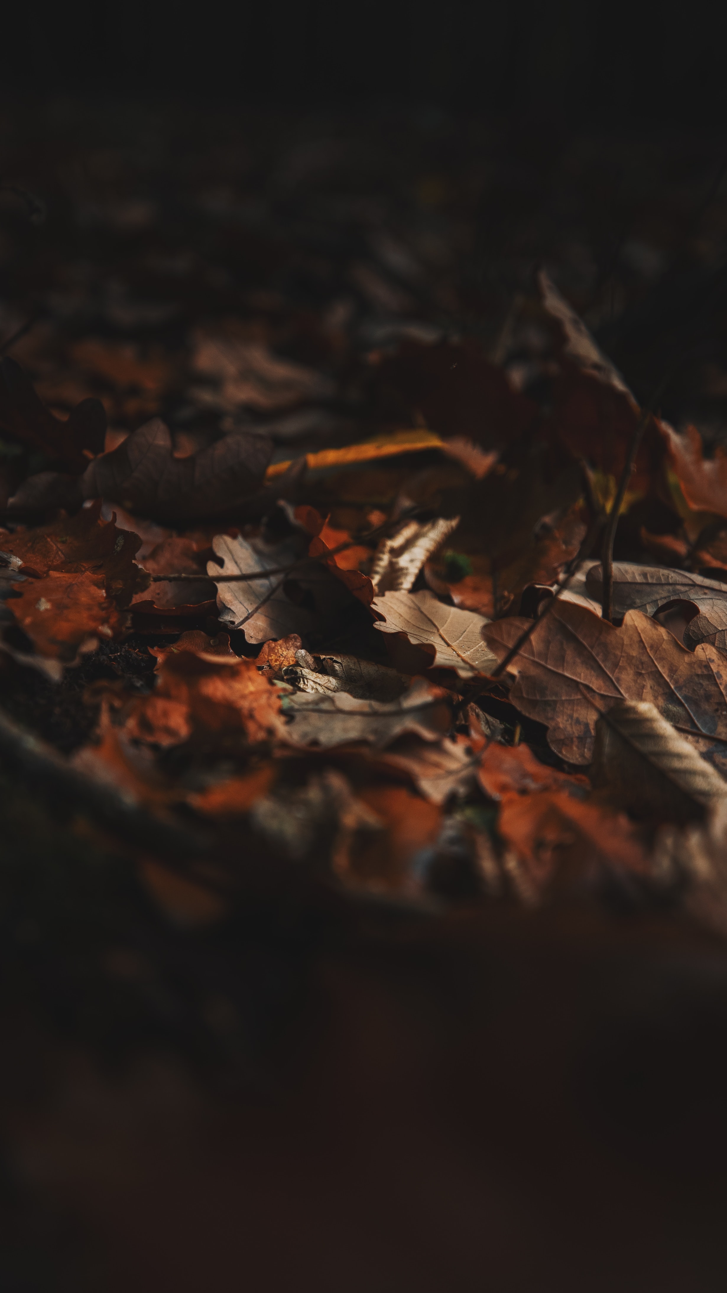 150445 завантажити картинку осінь, листя, макро, макрос, коричневий, сухий, опале листя - шпалери і заставки безкоштовно