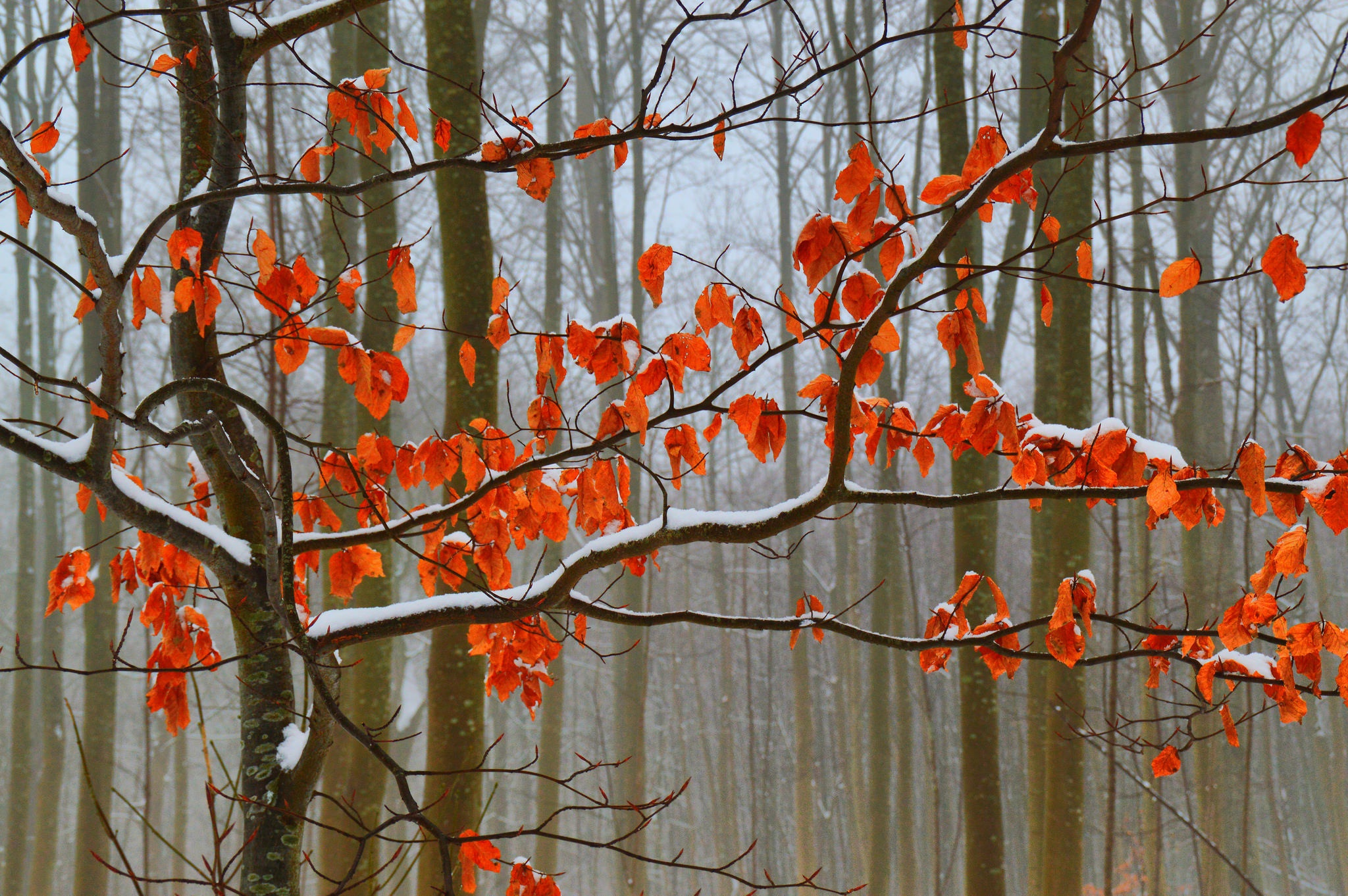 Baixe gratuitamente a imagem Inverno, Outono, Neve, Árvore, Terra/natureza na área de trabalho do seu PC
