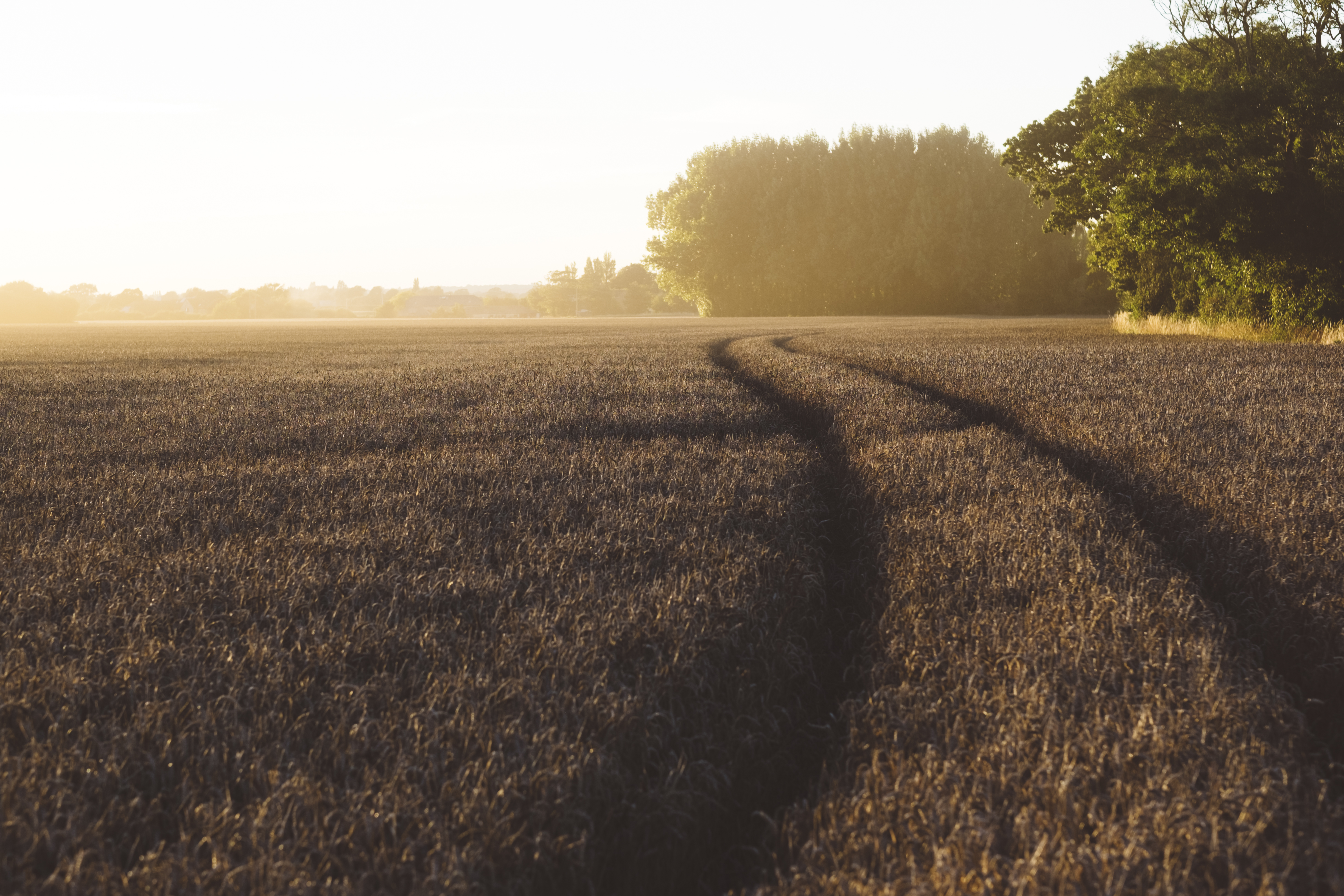 Descarga gratis la imagen Naturaleza, Verano, Trigo, Campo, Tierra/naturaleza en el escritorio de tu PC