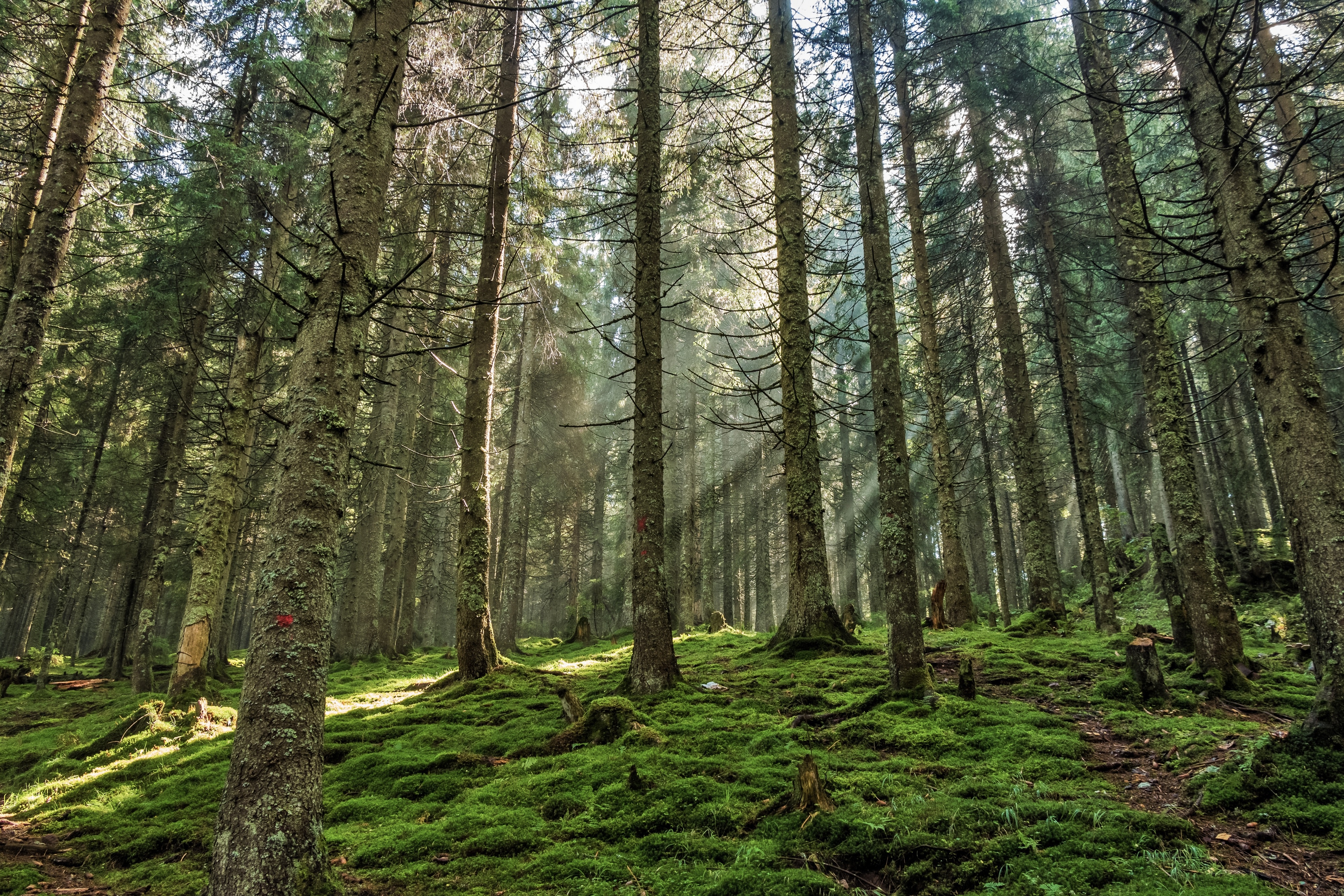 Laden Sie das Natur, Wald, Baum, Pfad, Sonnenstrahl, Erde/natur-Bild kostenlos auf Ihren PC-Desktop herunter