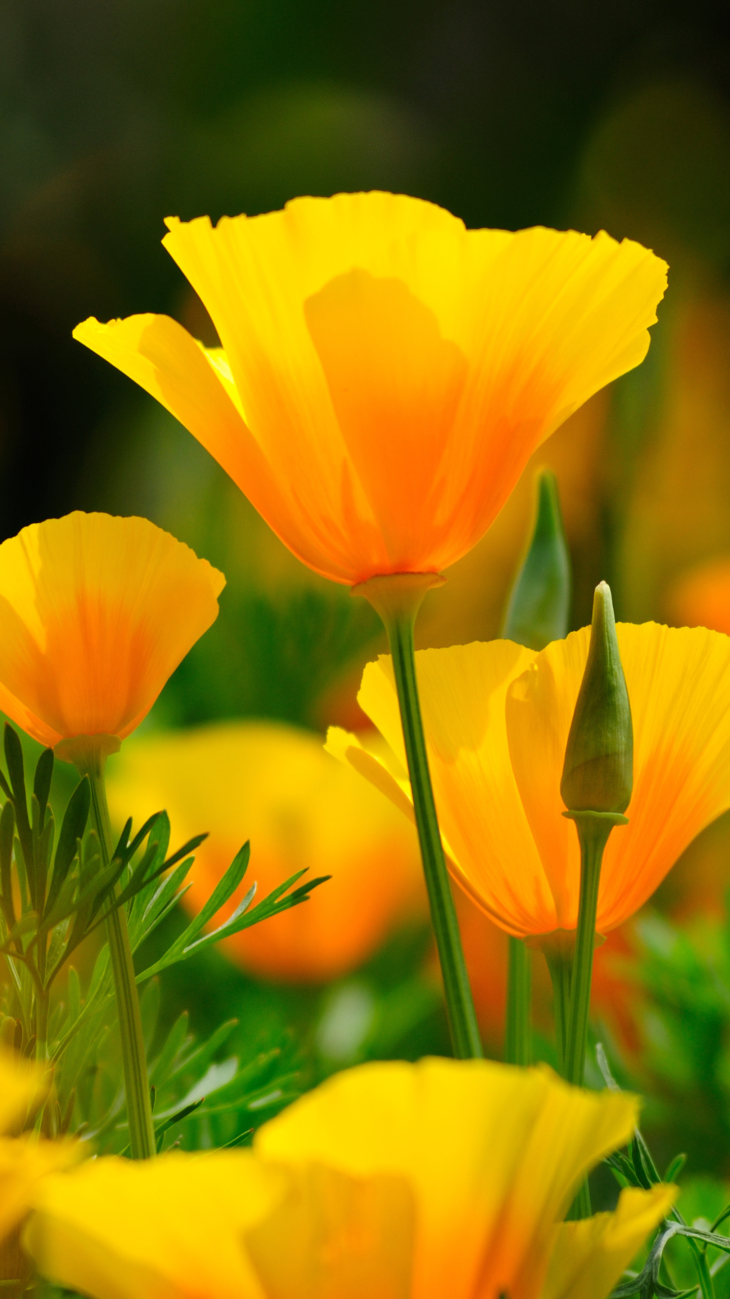 無料モバイル壁紙自然, フラワーズ, 花, 閉じる, 地球, 黄色い花をダウンロードします。