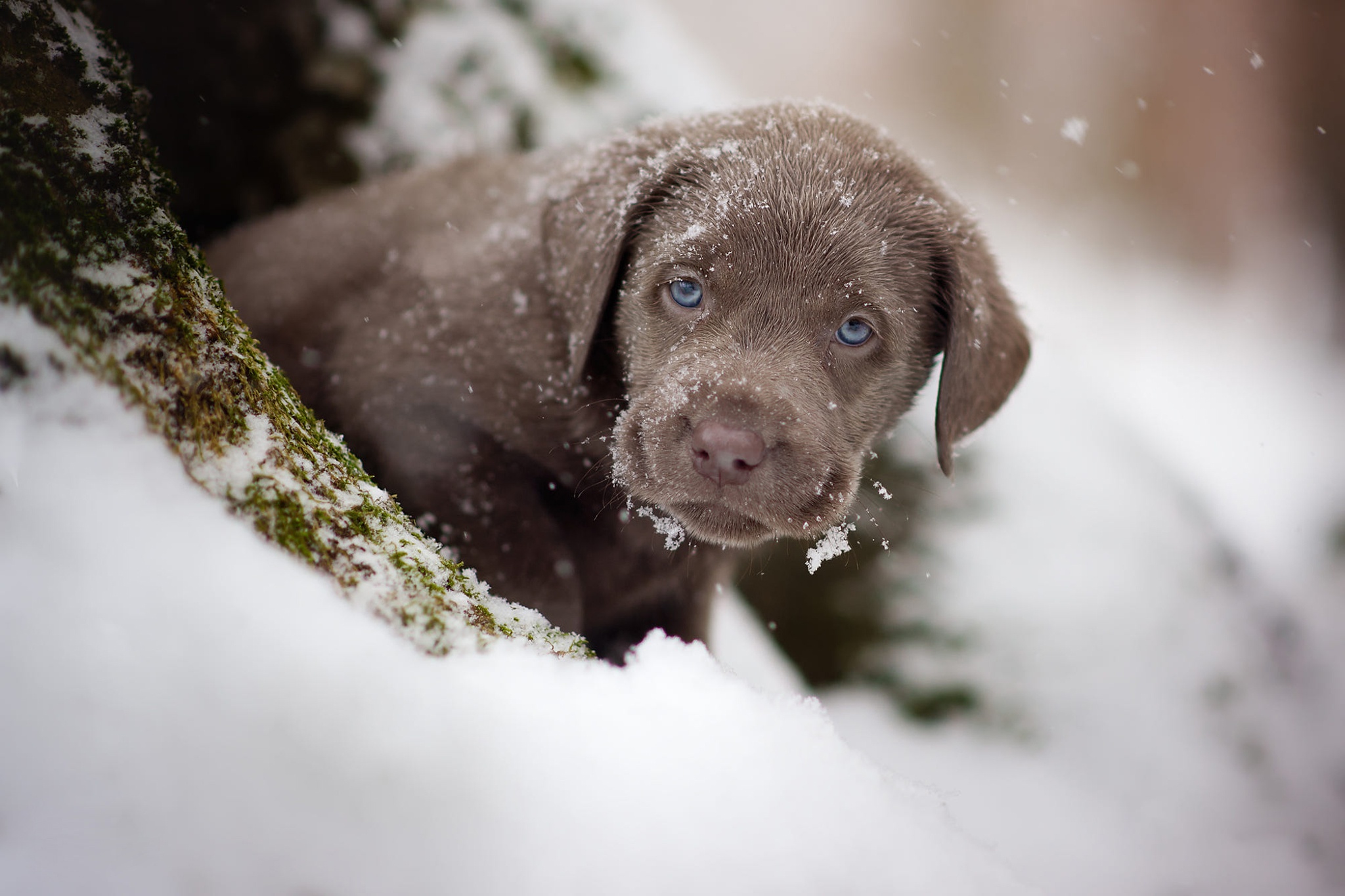 Download mobile wallpaper Winter, Dogs, Snow, Dog, Animal, Puppy, Labrador Retriever, Baby Animal for free.