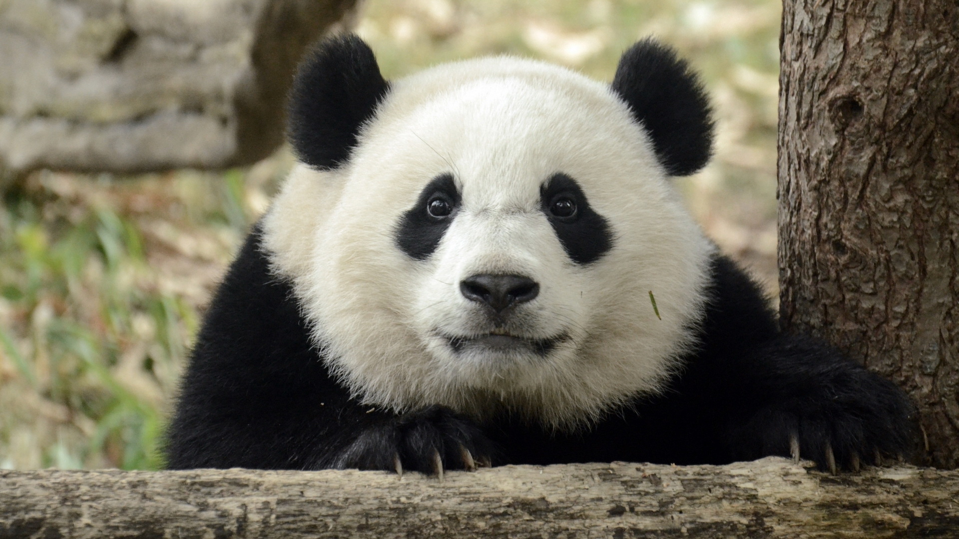 Download mobile wallpaper Animal, Panda for free.