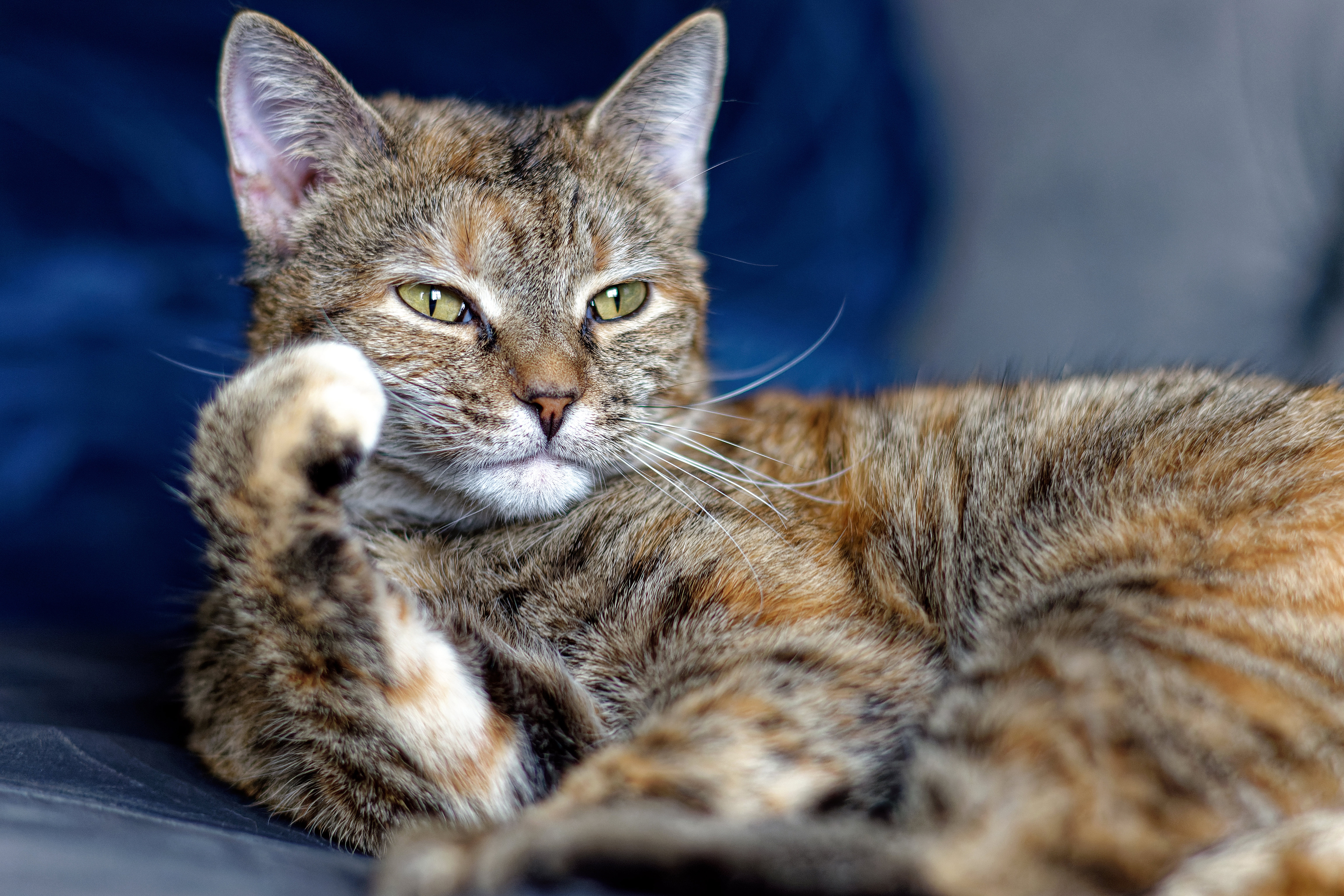 Baixar papel de parede para celular de Animais, Gatos, Gato gratuito.