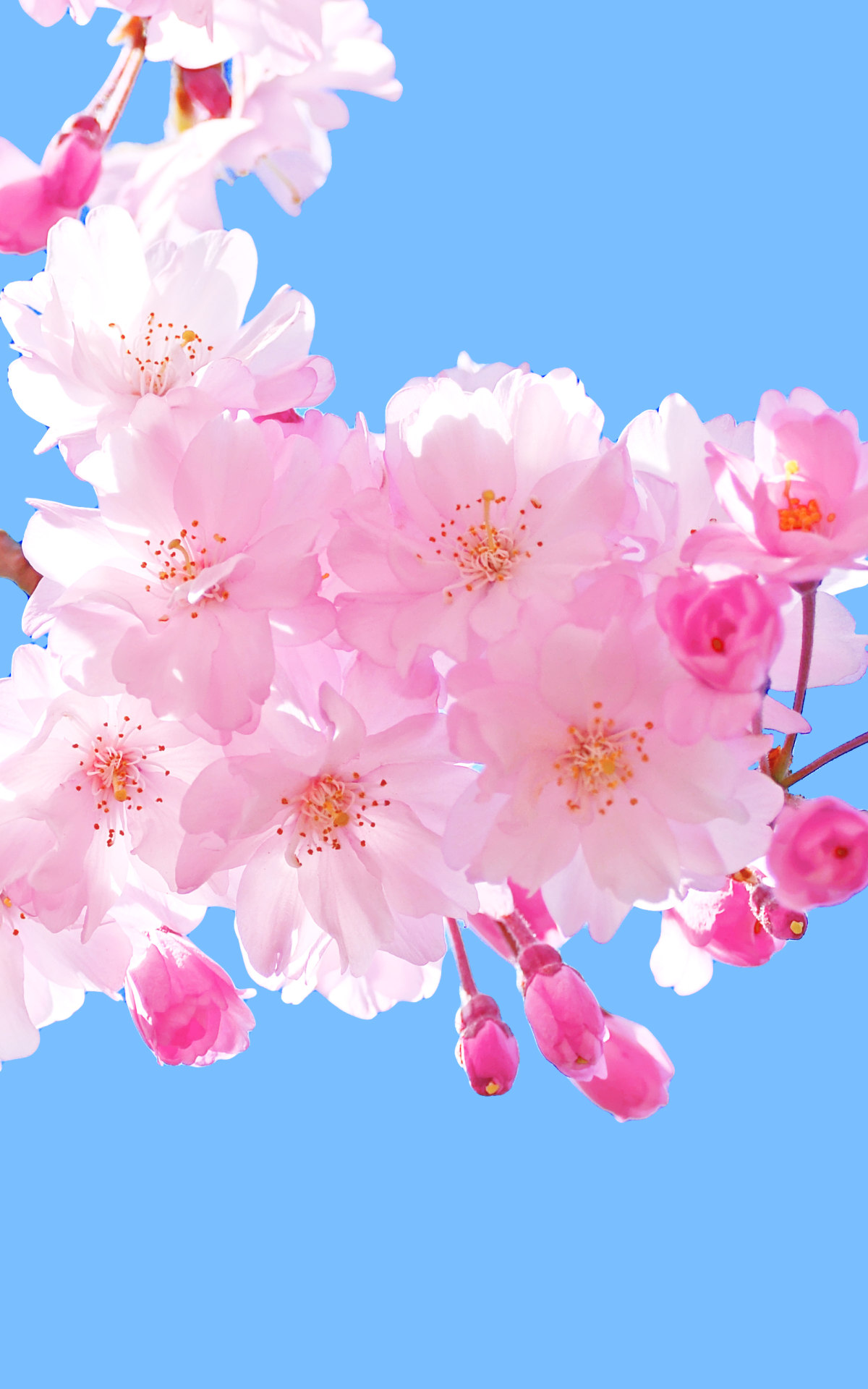 Download mobile wallpaper Flowers, Sky, Flower, Branch, Earth, Blossom, Pink Flower for free.