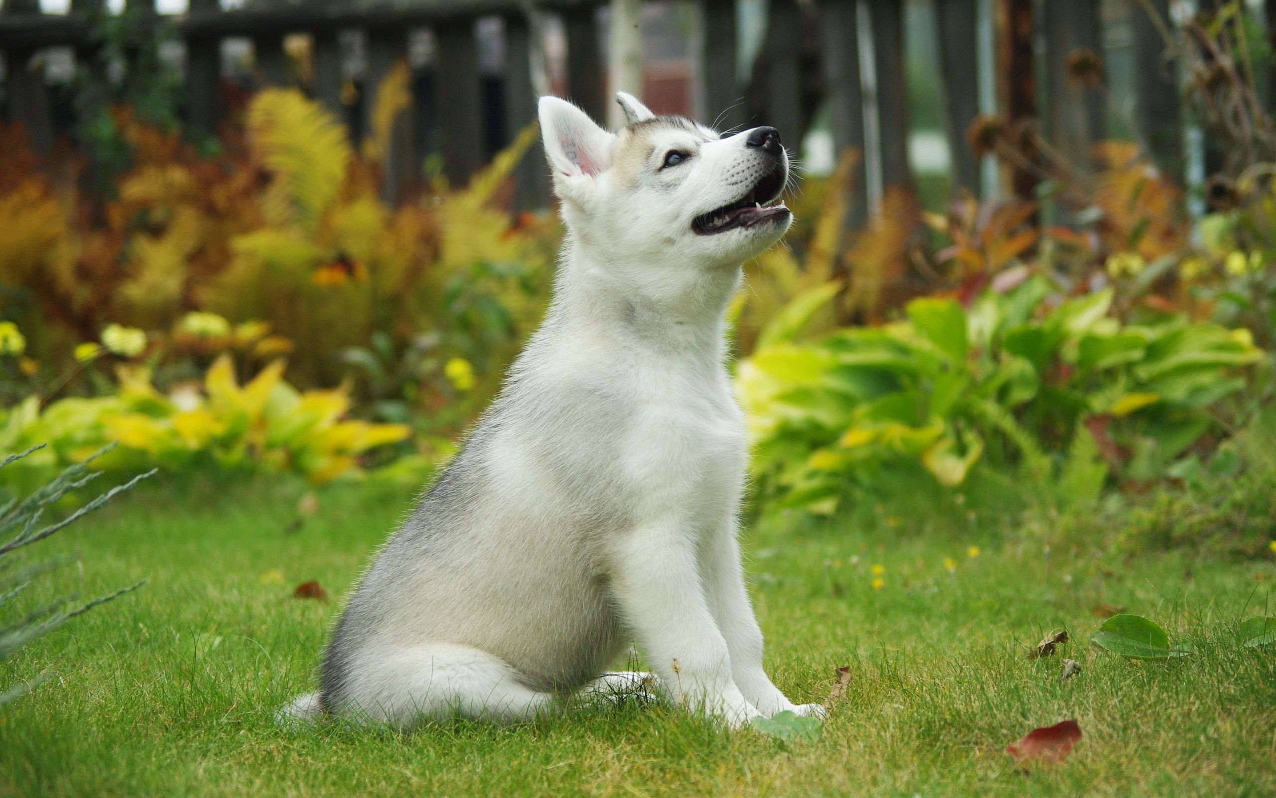 Free download wallpaper Puppy, Siberian Husky, Animals, Dog, Background on your PC desktop