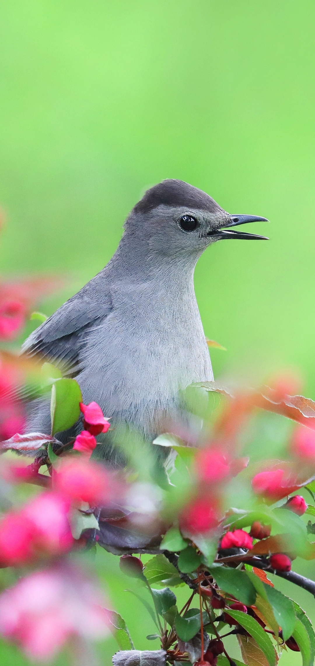 無料モバイル壁紙動物, 鳥, 花をダウンロードします。