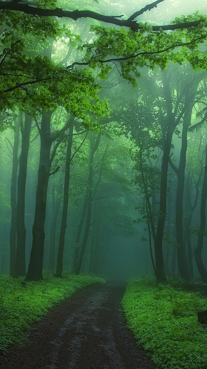 Baixar papel de parede para celular de Caminho, Floresta, Árvore, Névoa, Terra/natureza, Neblina gratuito.
