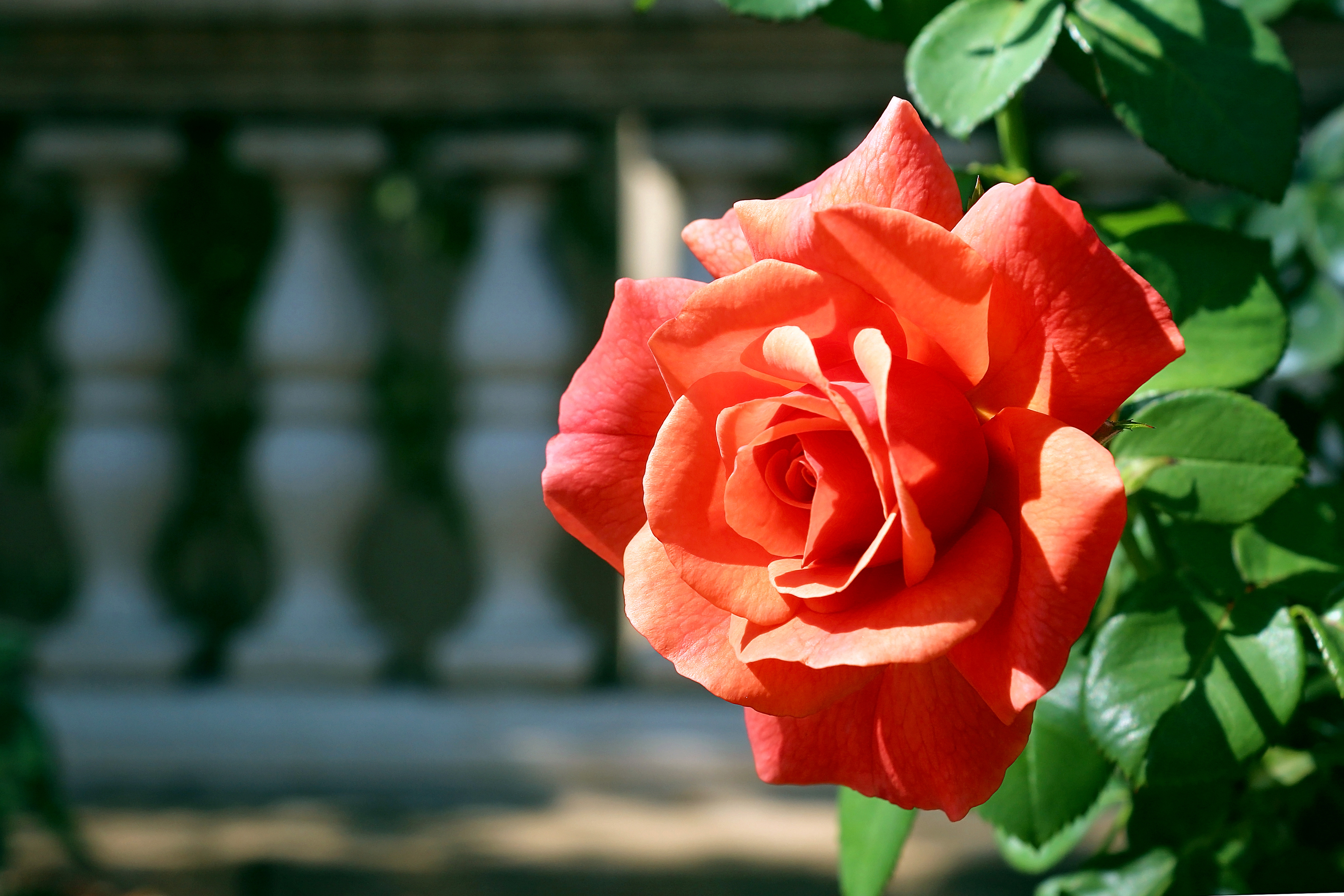 Téléchargez gratuitement l'image Branche, Une Rose, Bourgeon, Fleurs, Rose sur le bureau de votre PC