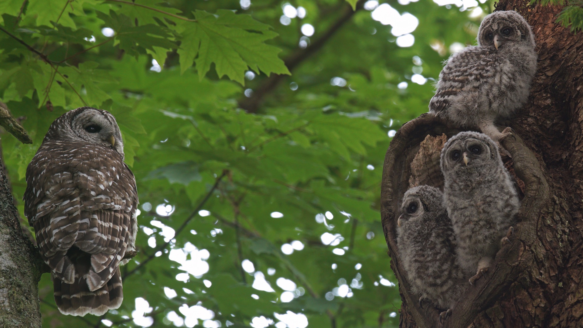 Free download wallpaper Birds, Owl, Bird, Animal on your PC desktop