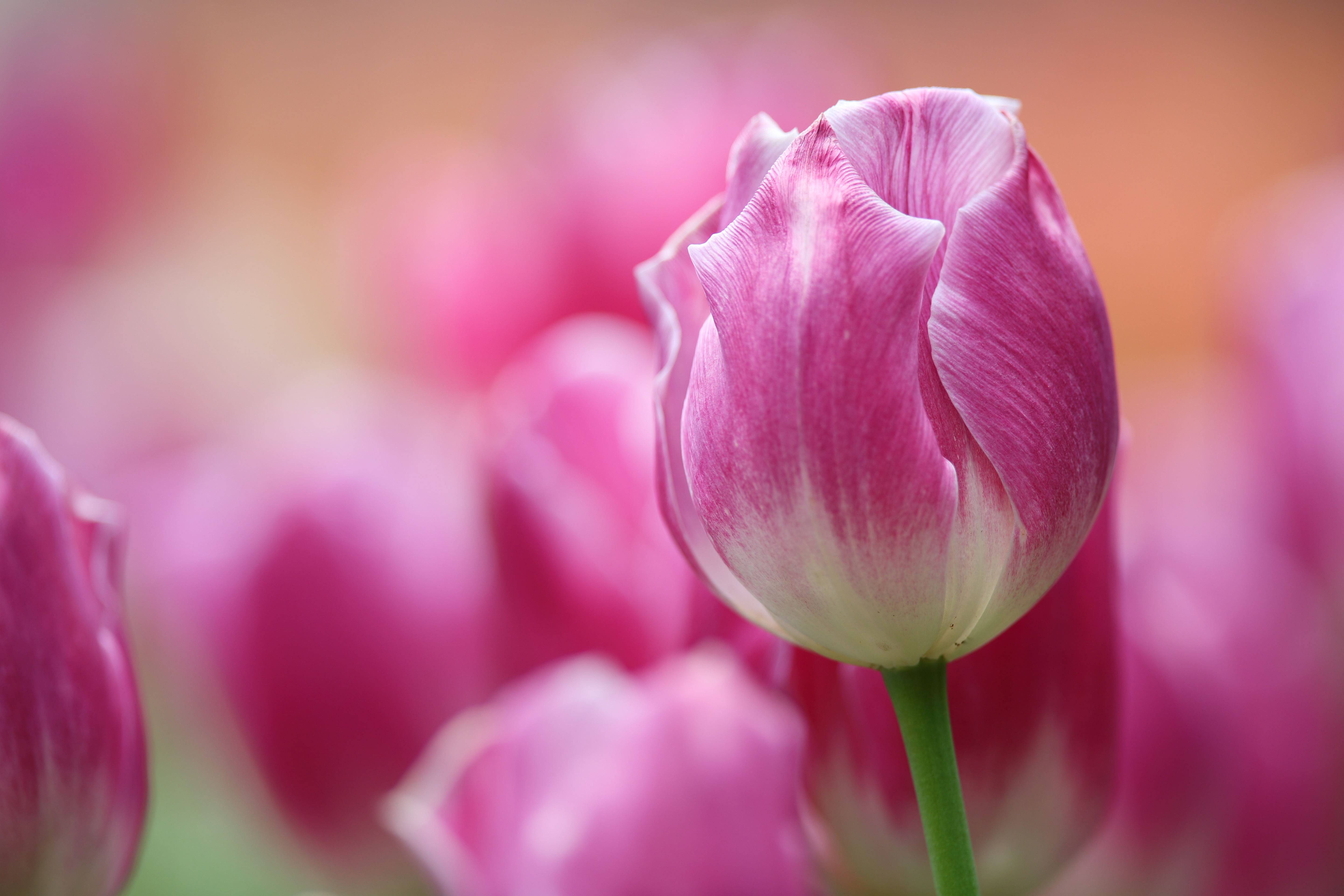 Free download wallpaper Flowers, Flower, Macro, Earth, Tulip, Pink Flower on your PC desktop
