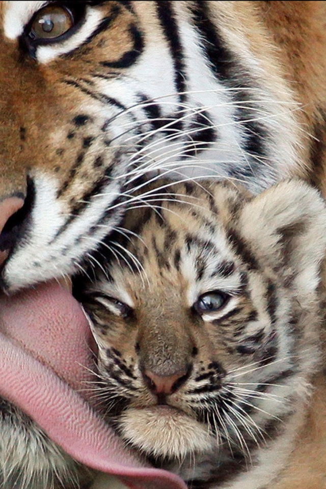 Téléchargez des papiers peints mobile Animaux, Chats, Tigre gratuitement.