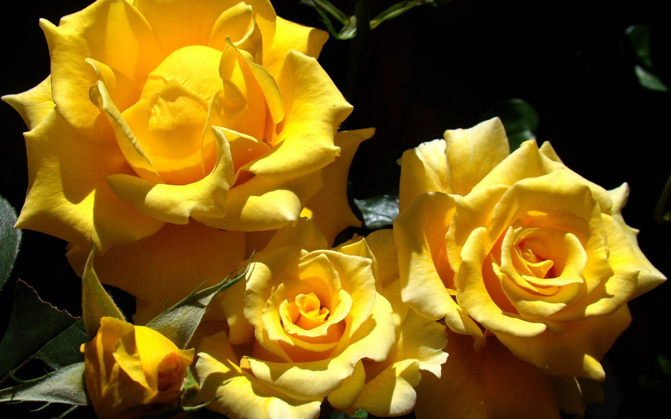 Téléchargez gratuitement l'image Fleurs, Rose, Terre/nature sur le bureau de votre PC