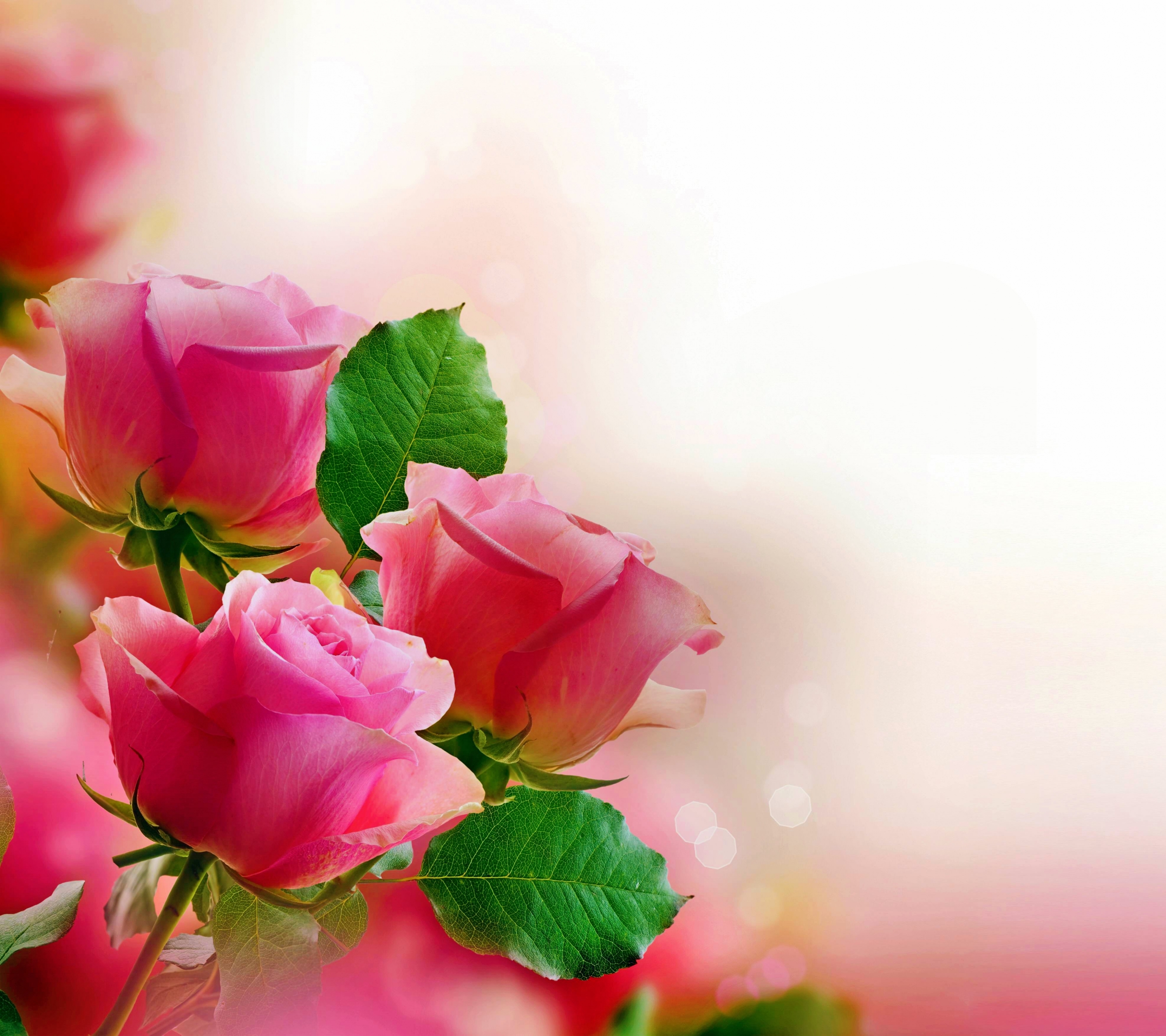 Скачати мобільні шпалери Квітка, Роза, Земля, Пастель, Рожева Троянда, Флауерзи безкоштовно.