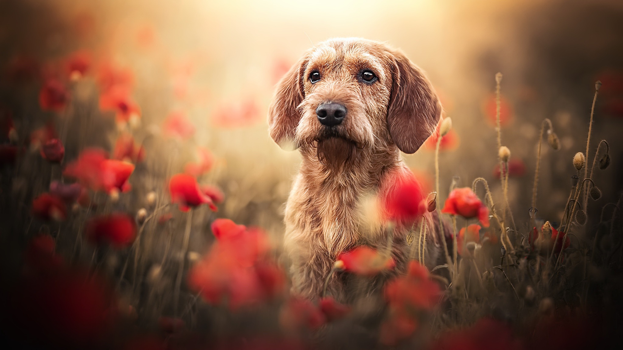 Téléchargez des papiers peints mobile Animaux, Chiens, Chien gratuitement.