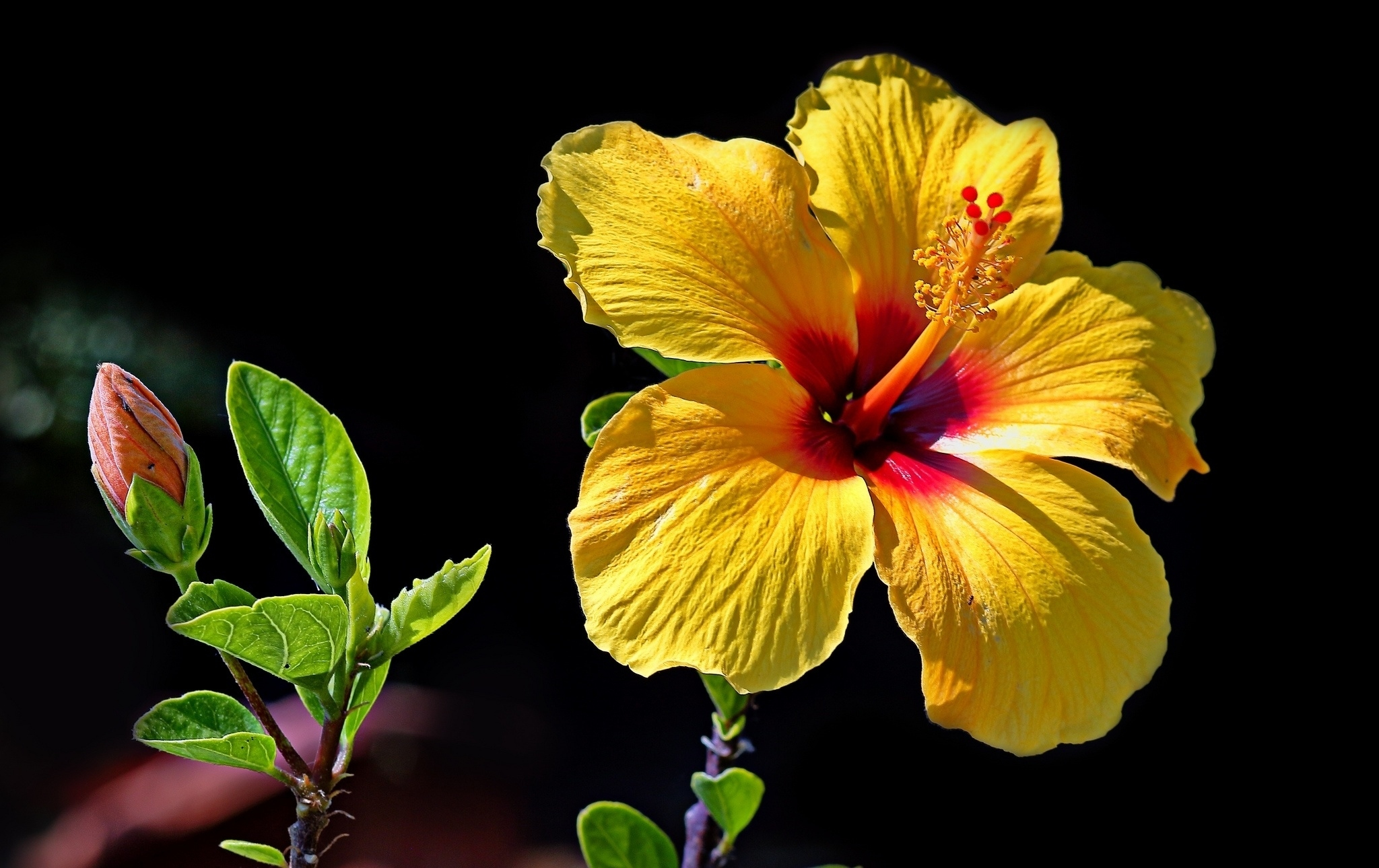 Laden Sie das Blumen, Blume, Nahansicht, Hibiskus, Gelbe Blume, Erde/natur-Bild kostenlos auf Ihren PC-Desktop herunter