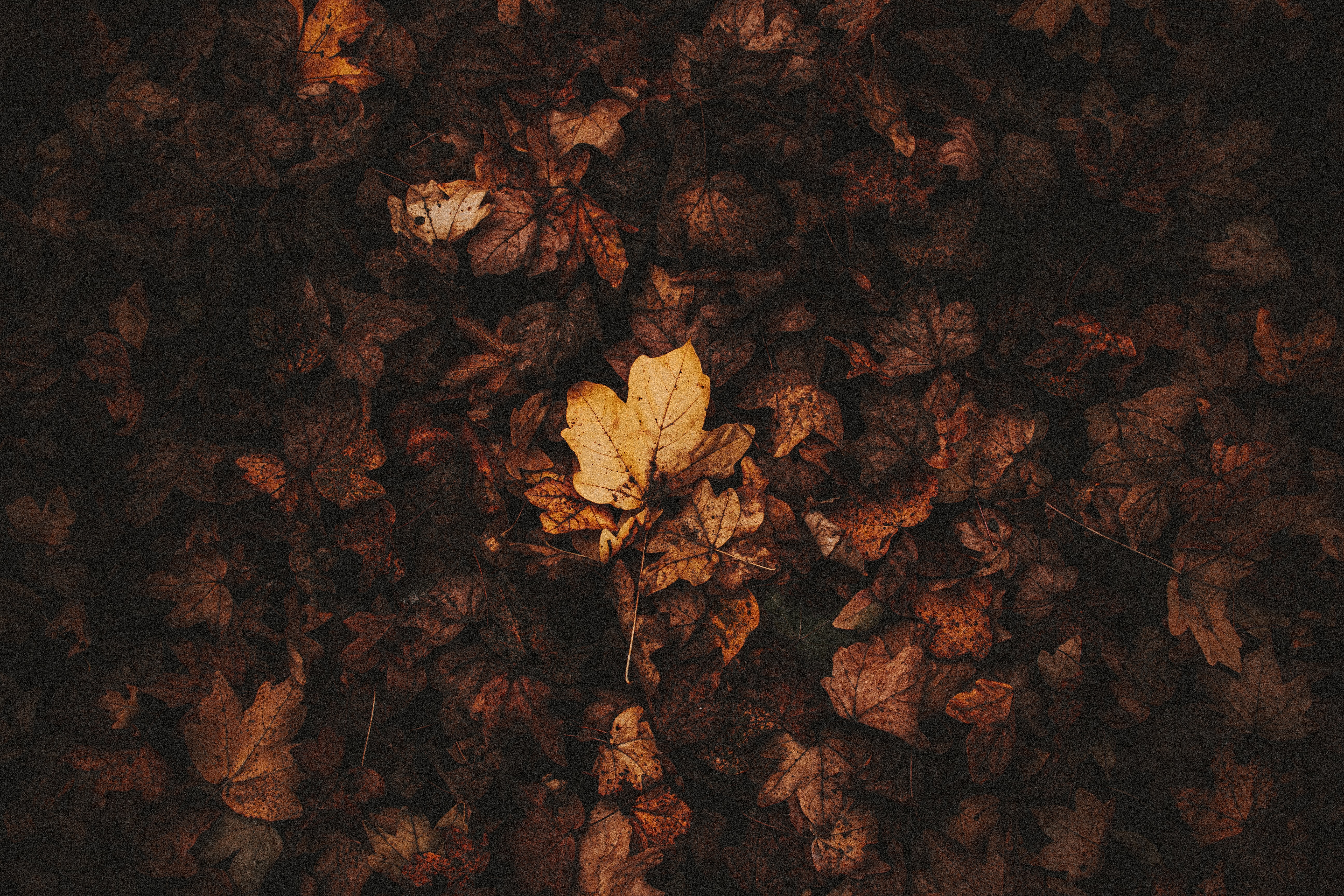 147342 descargar fondo de pantalla otoño, hojas, macro, marrón, seco, hojas caídas: protectores de pantalla e imágenes gratis