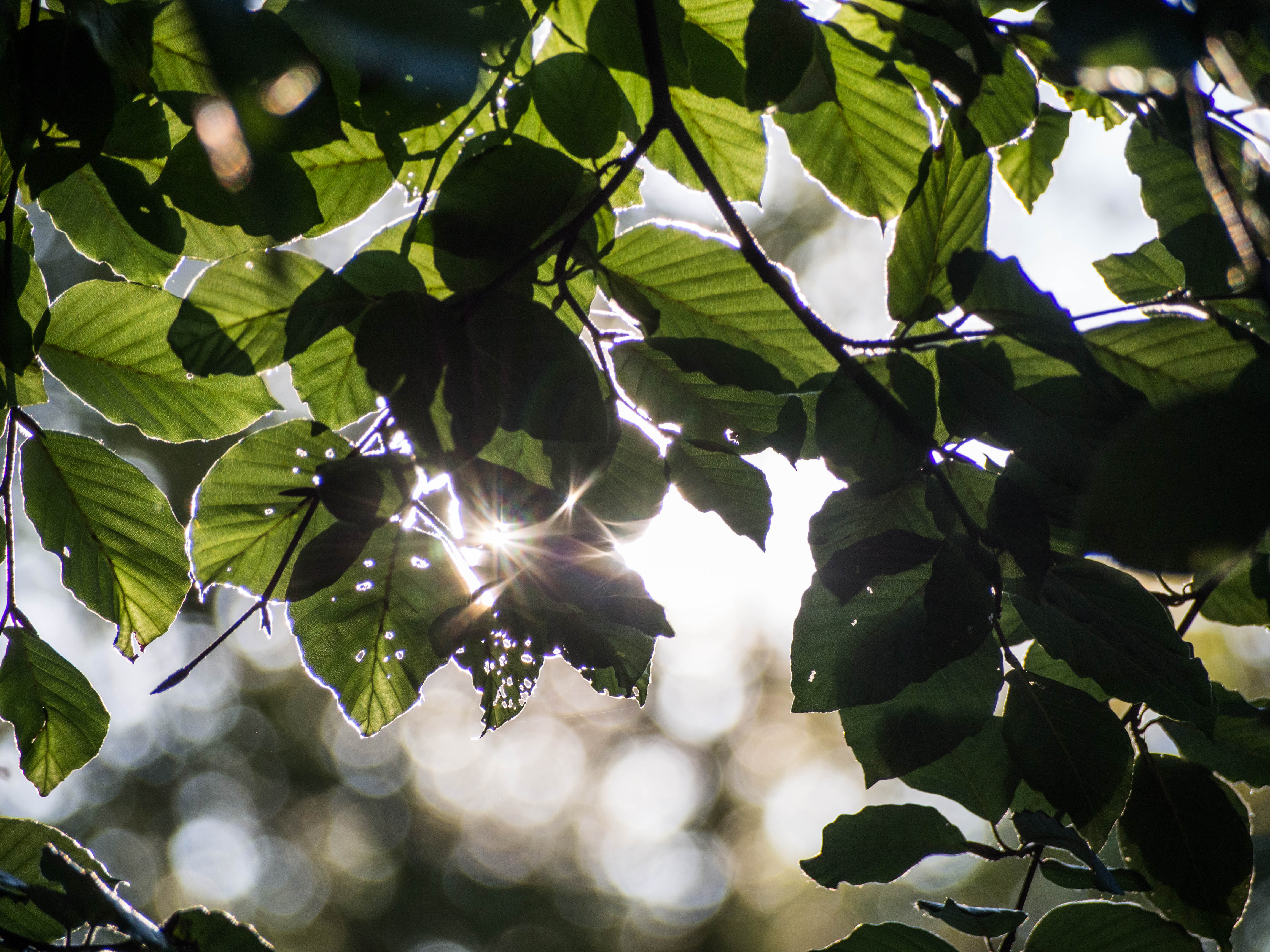 Free download wallpaper Nature, Leaf, Branch, Earth, Bokeh, Sunny on your PC desktop