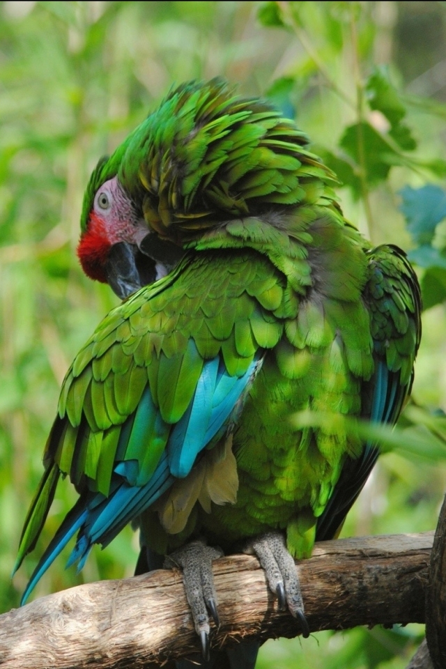 animal, military macaw, bird, parrot, birds