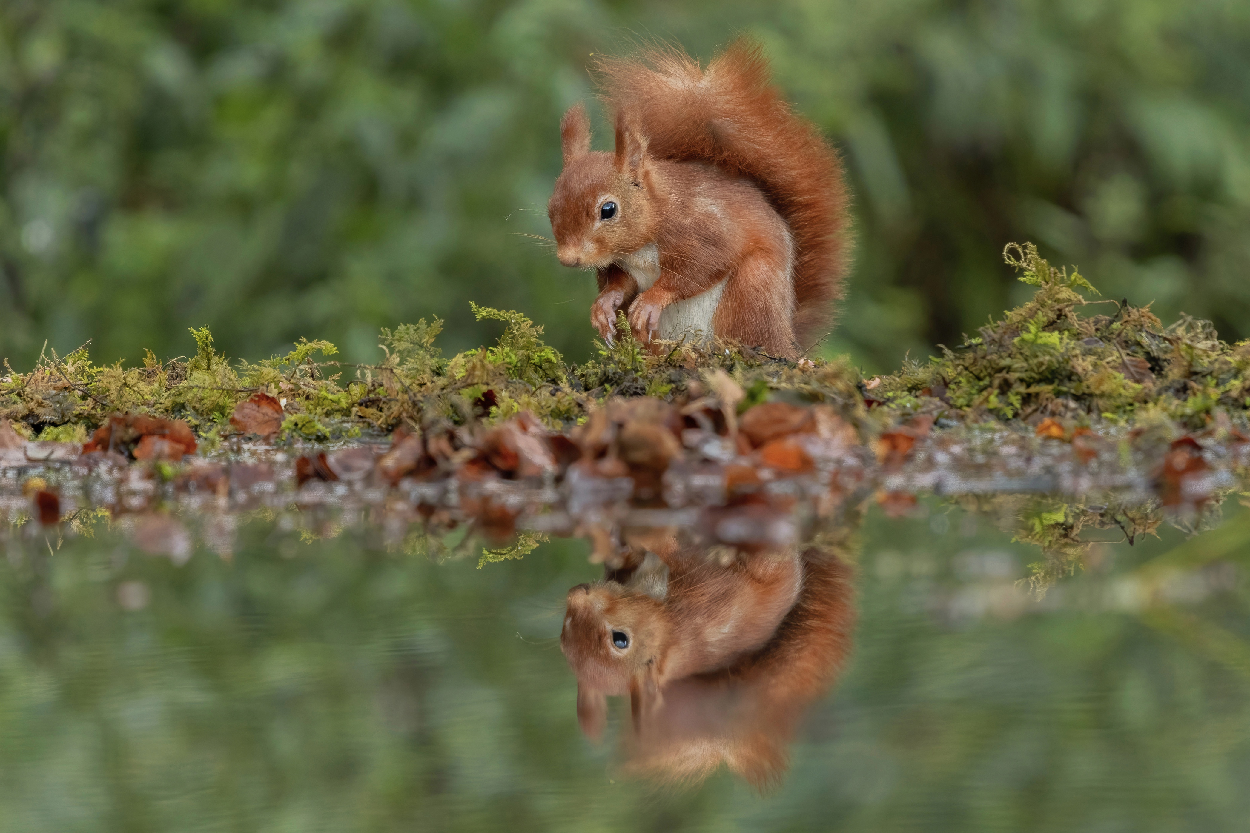 Download mobile wallpaper Squirrel, Reflection, Animal for free.