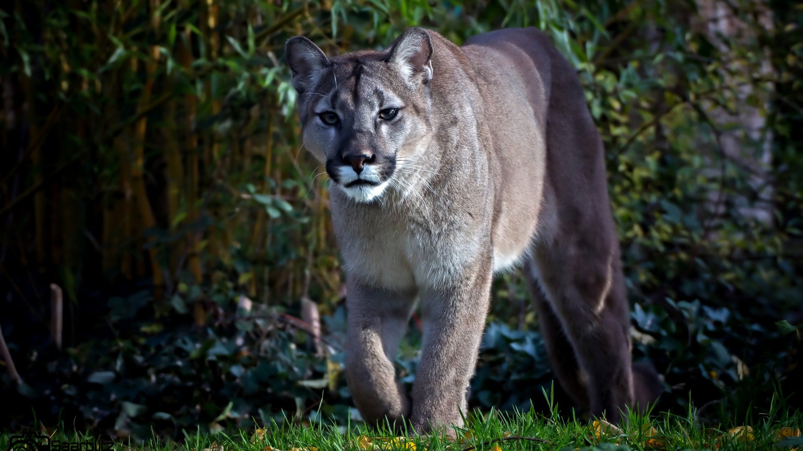 Free download wallpaper Cougar, Cats, Animal on your PC desktop